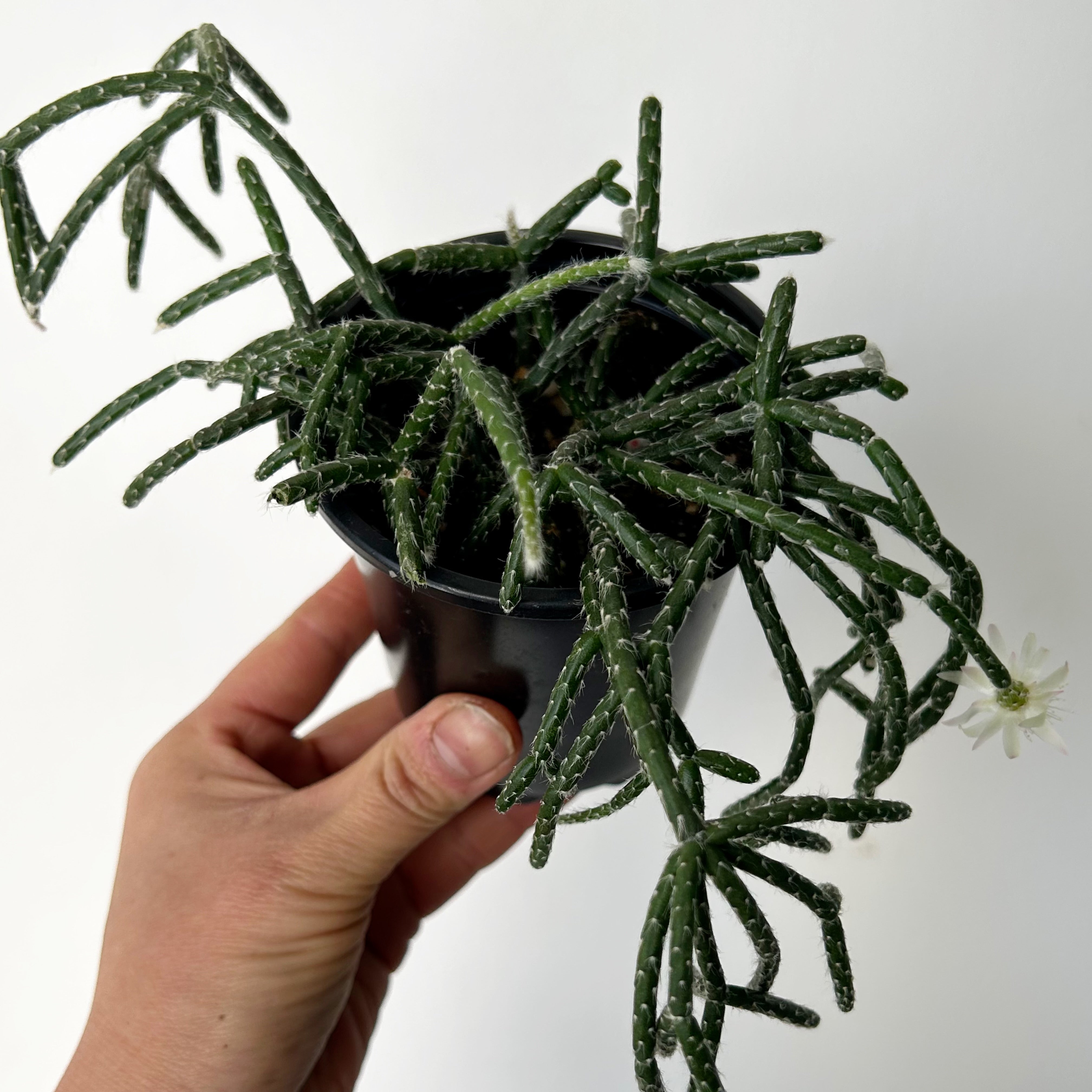 Hairy-Stemmed Rhipsalis (pilocarpa) 4”pot