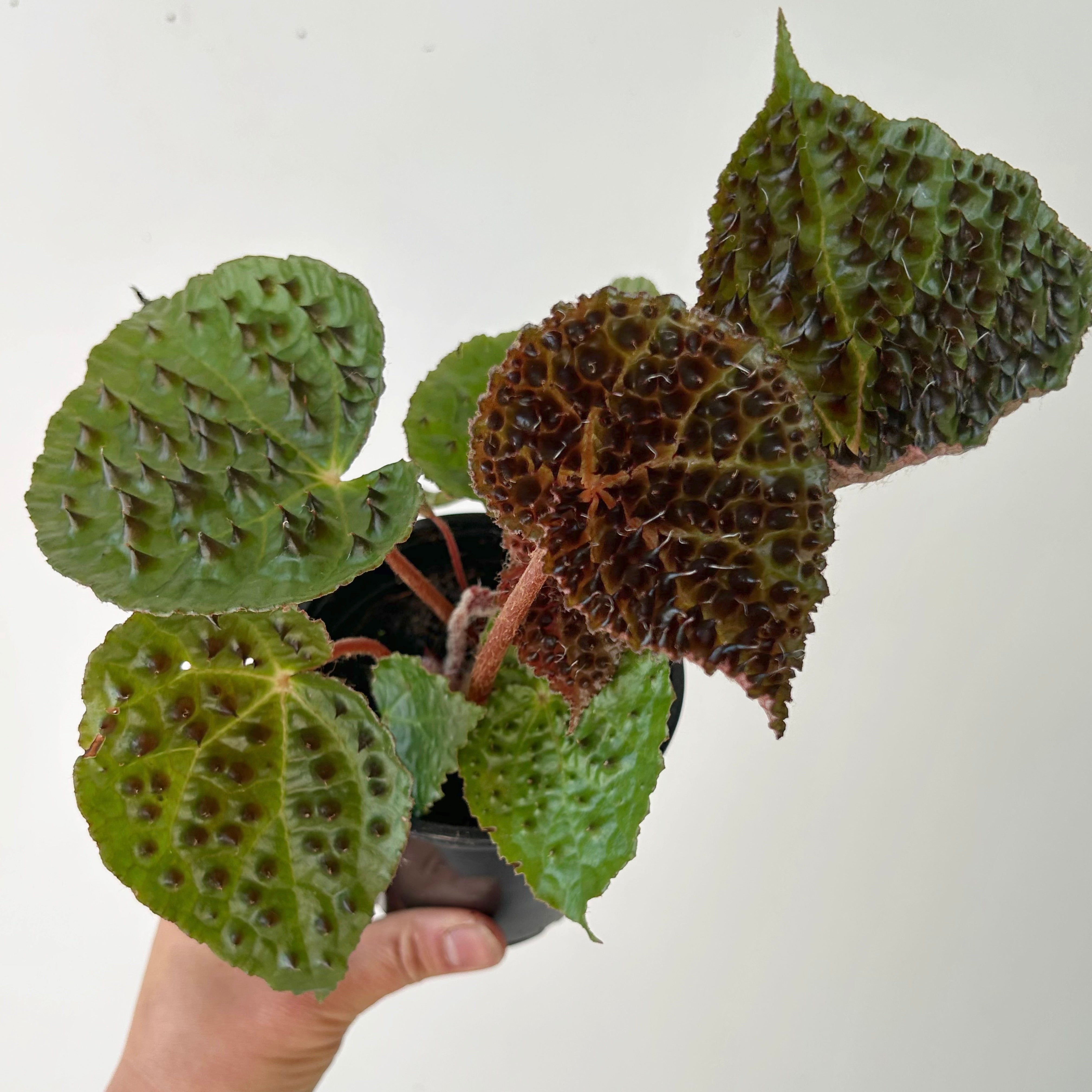 Begonia ferox 4” pot
