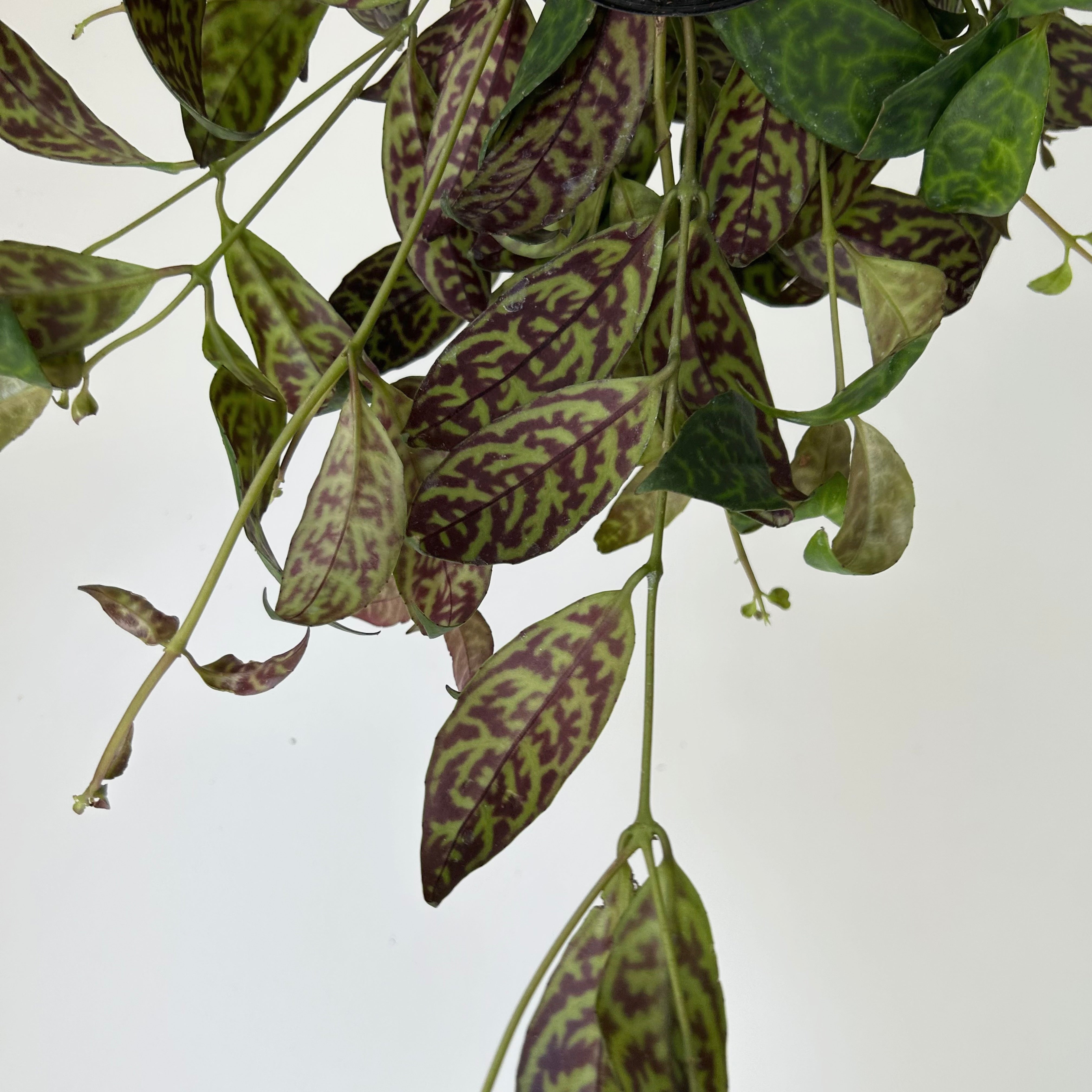 Black Pagoda Lipstick Plant (Aeschynanthus longicaulis) 4” pot