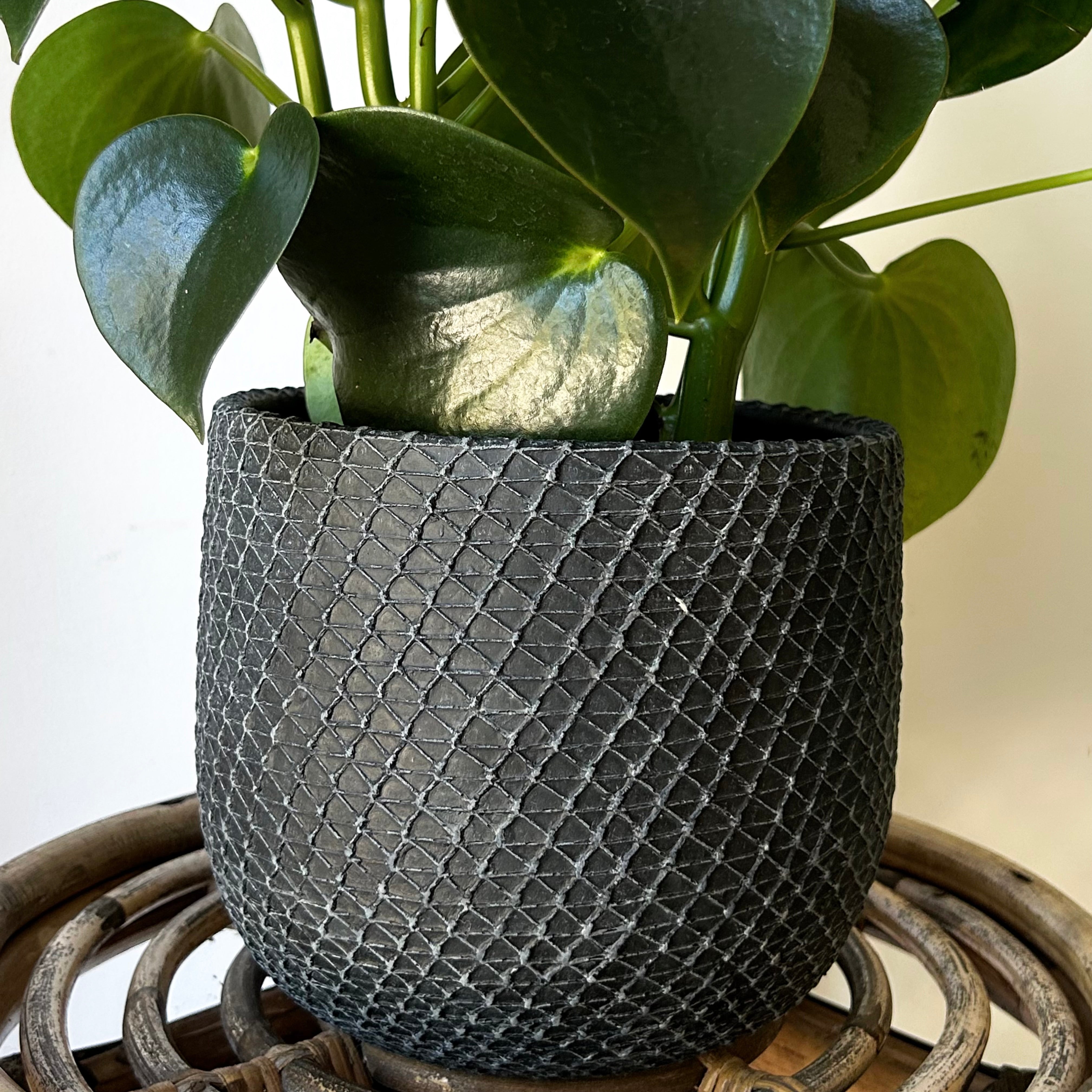 COMET Decorative Cement Pot (6.5”x5.75”)