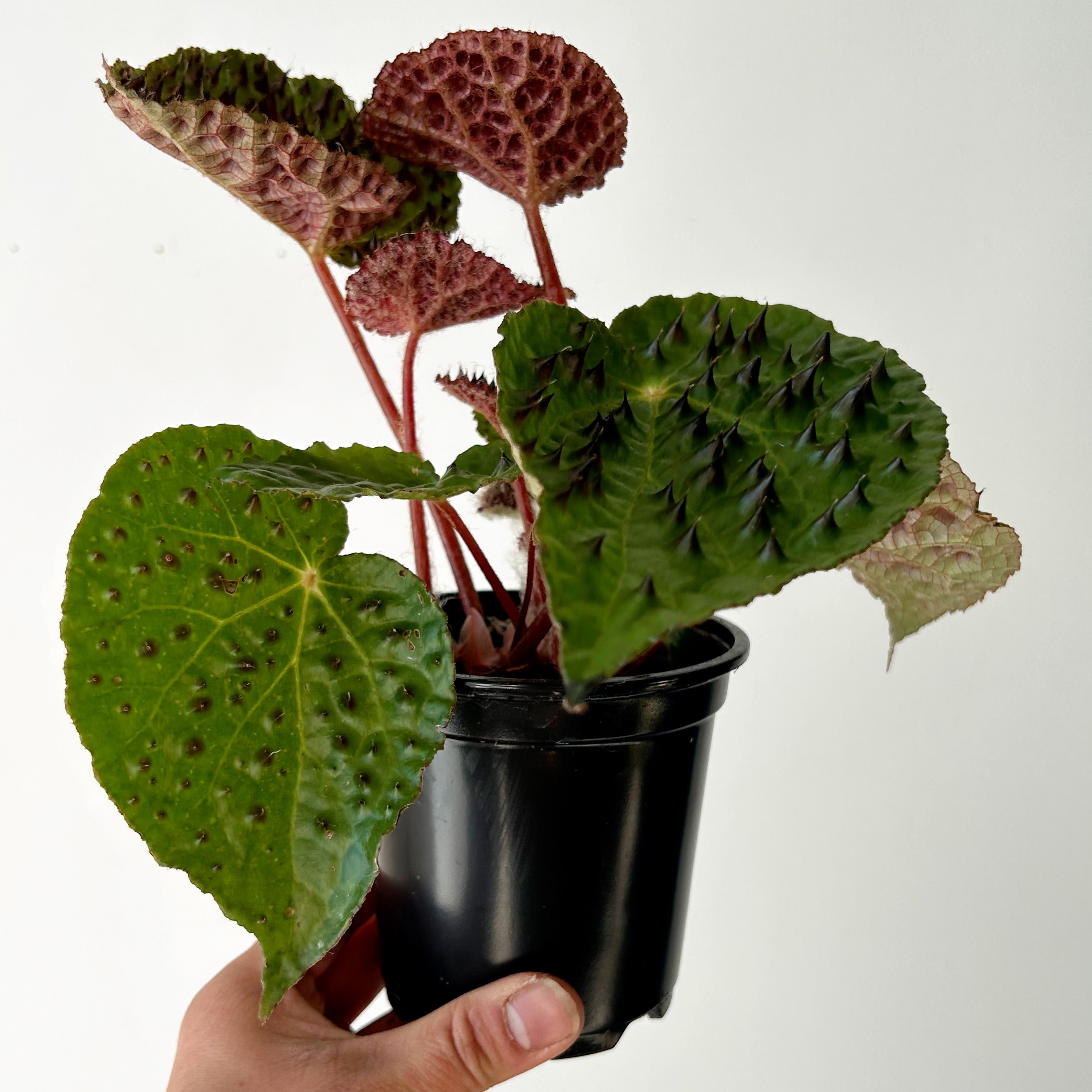 Begonia ferox 4” pot