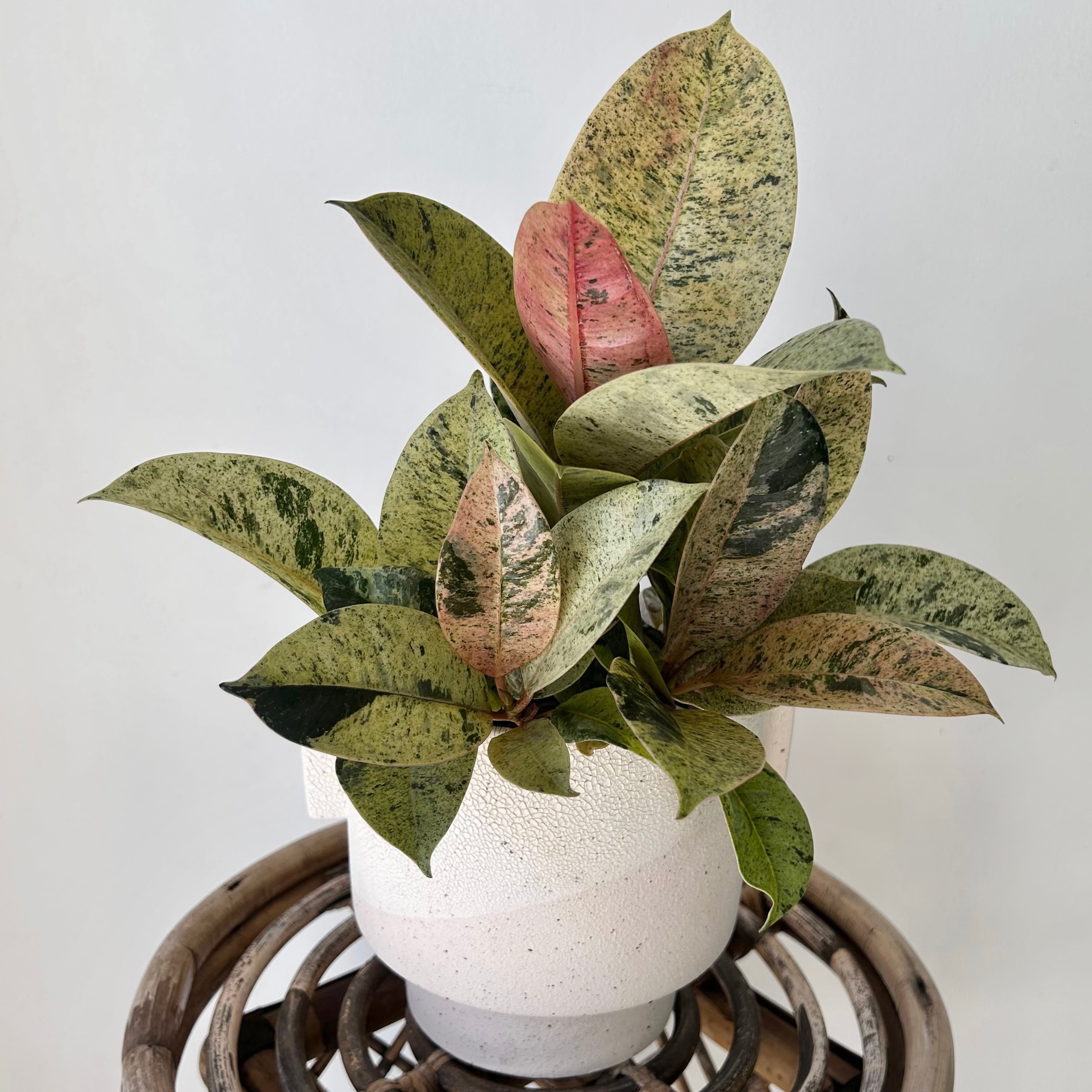 Ficus Shivereana Moonshine 4”pot