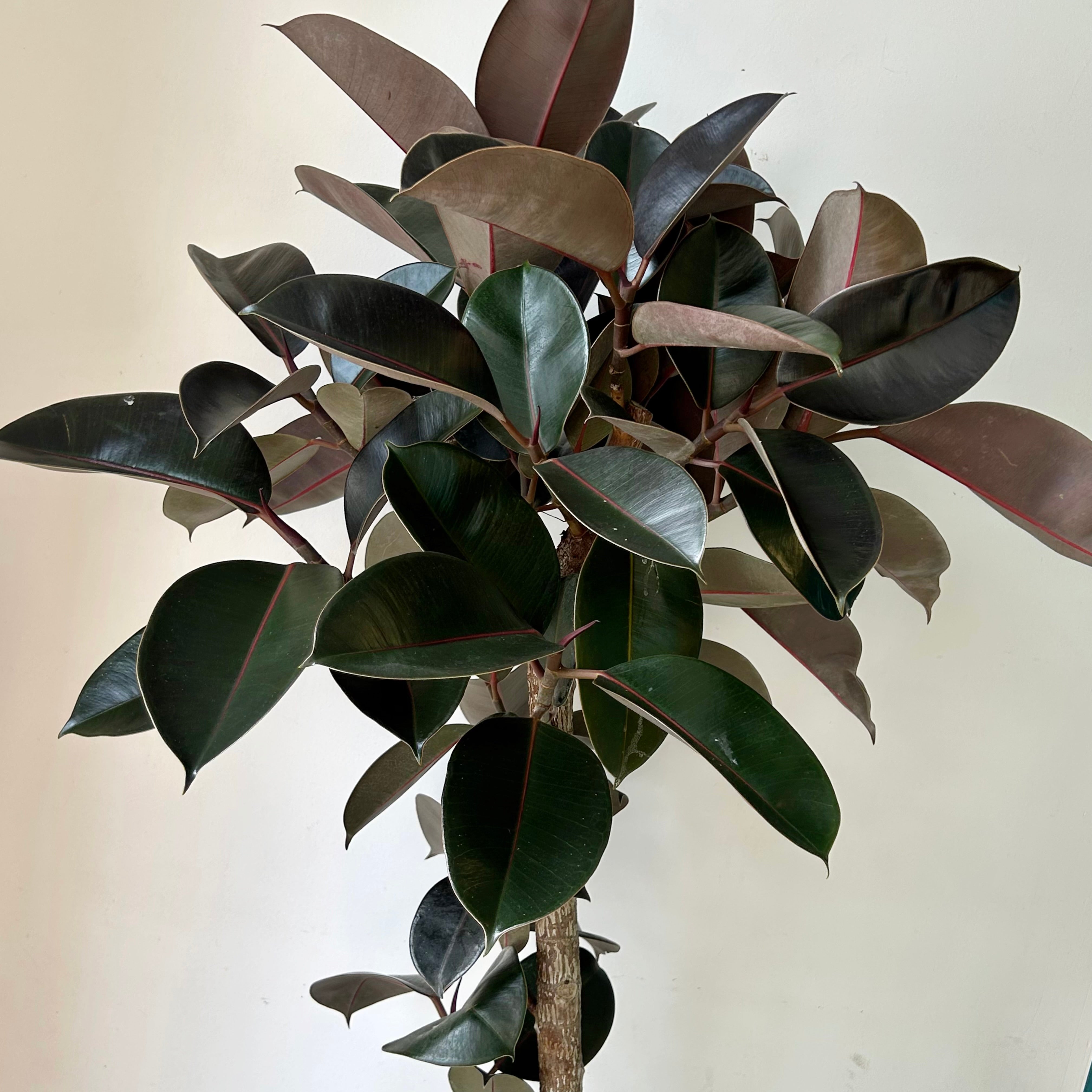 Burgundy Rubber Fig Tree (Ficus Elastica) 5ft tall in 12”pot