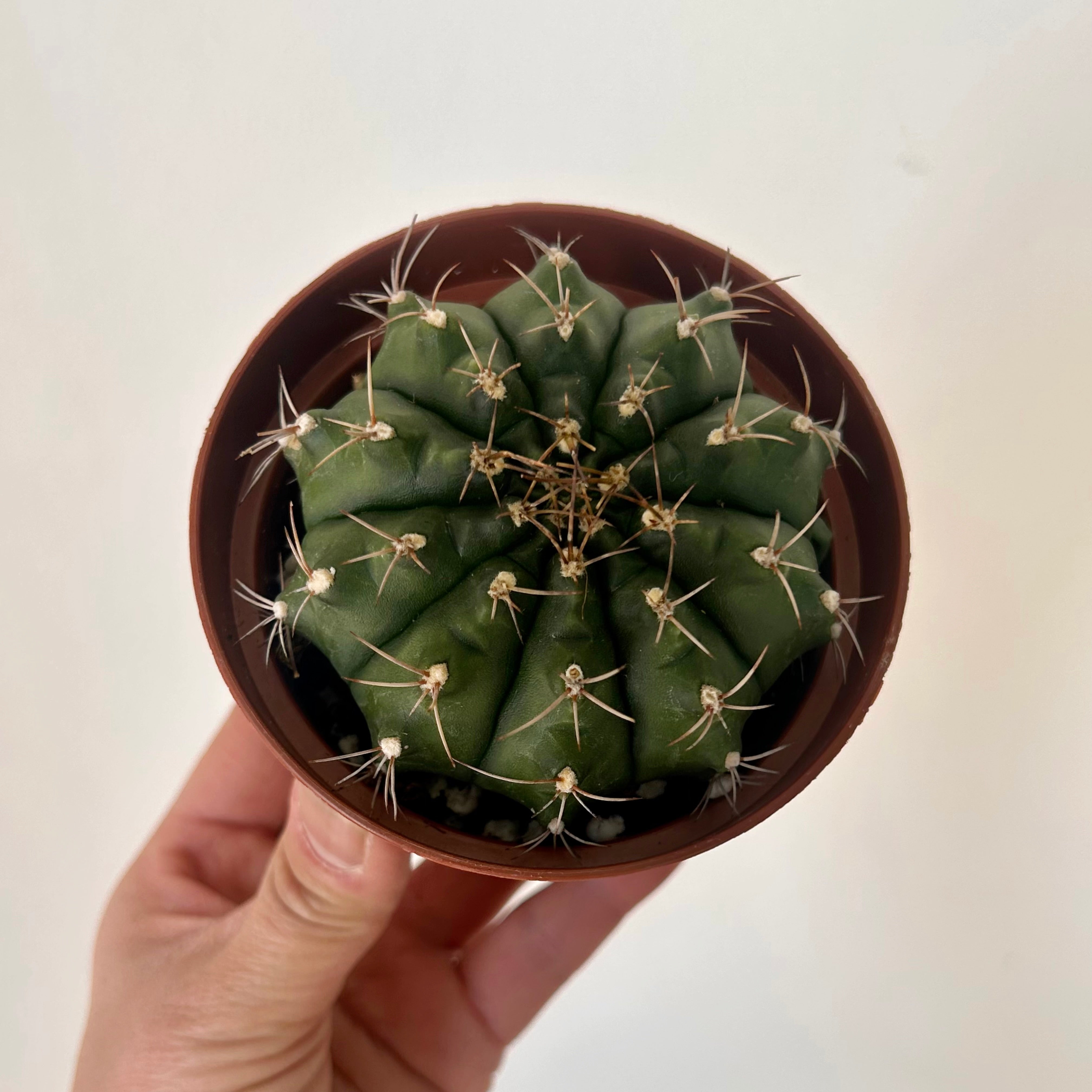 Gymnocalycium mihanovichii 3.5”pot