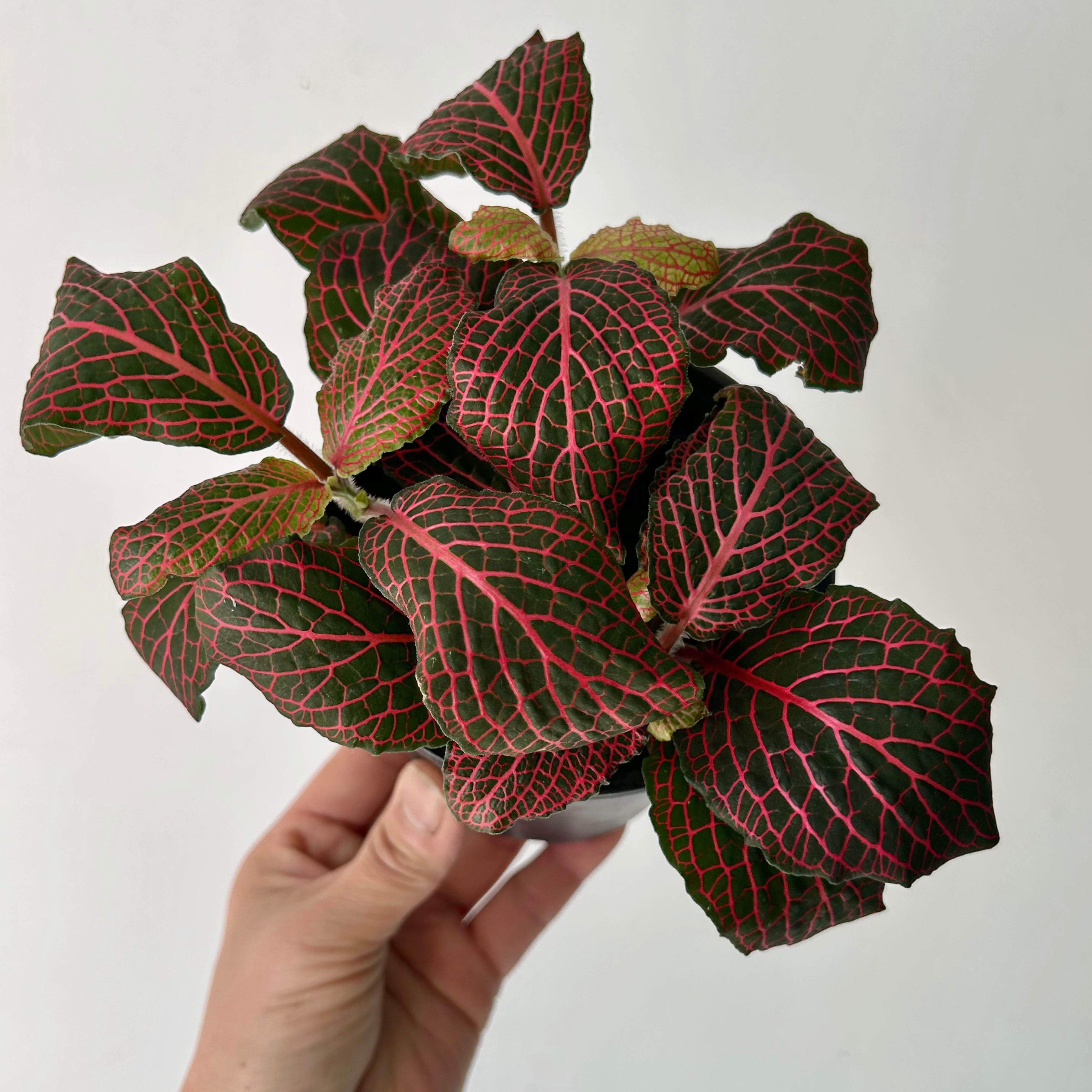 Red Nerve Plant (large leaves) 4”pot