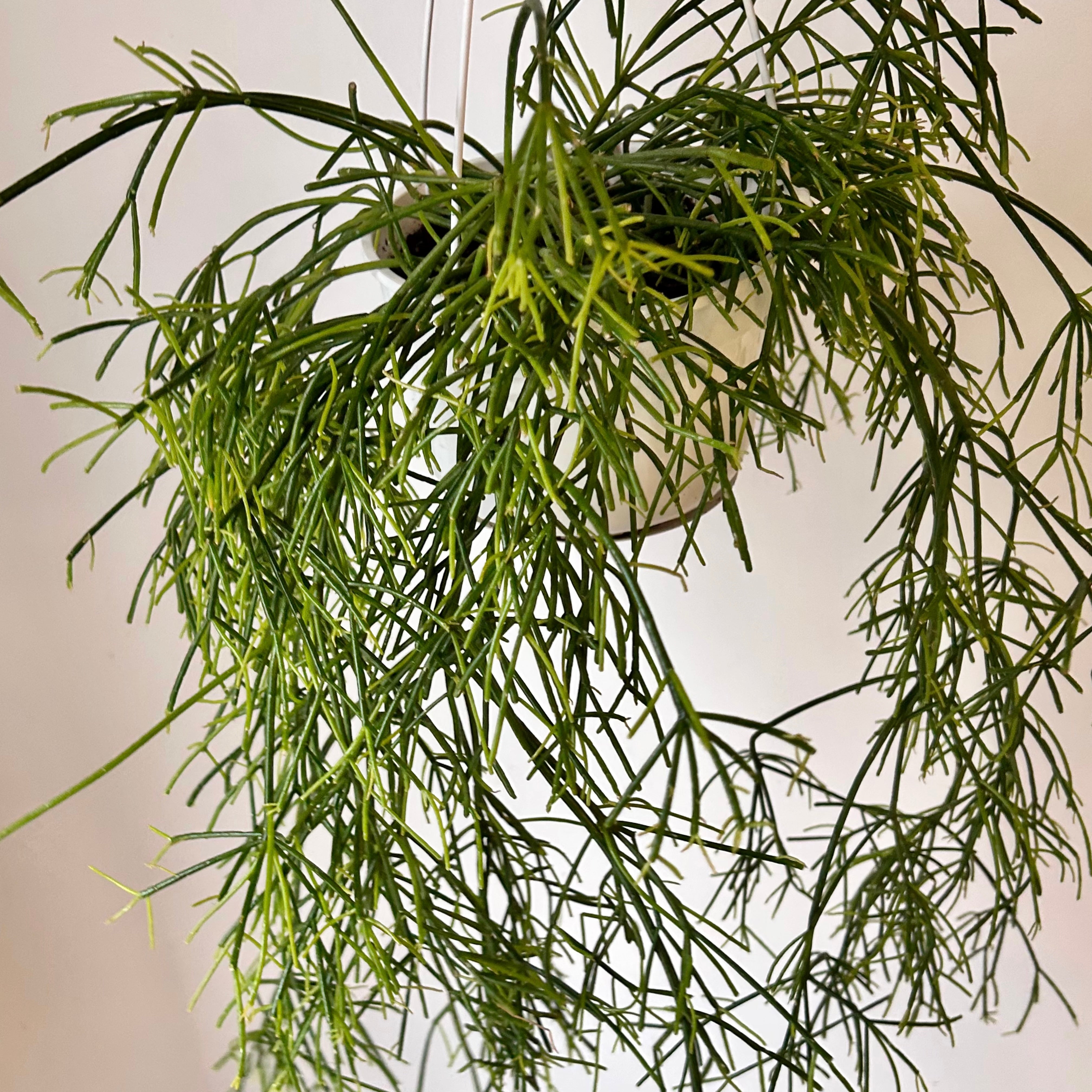 Rhipsalis capilliformis 6”hanging basket