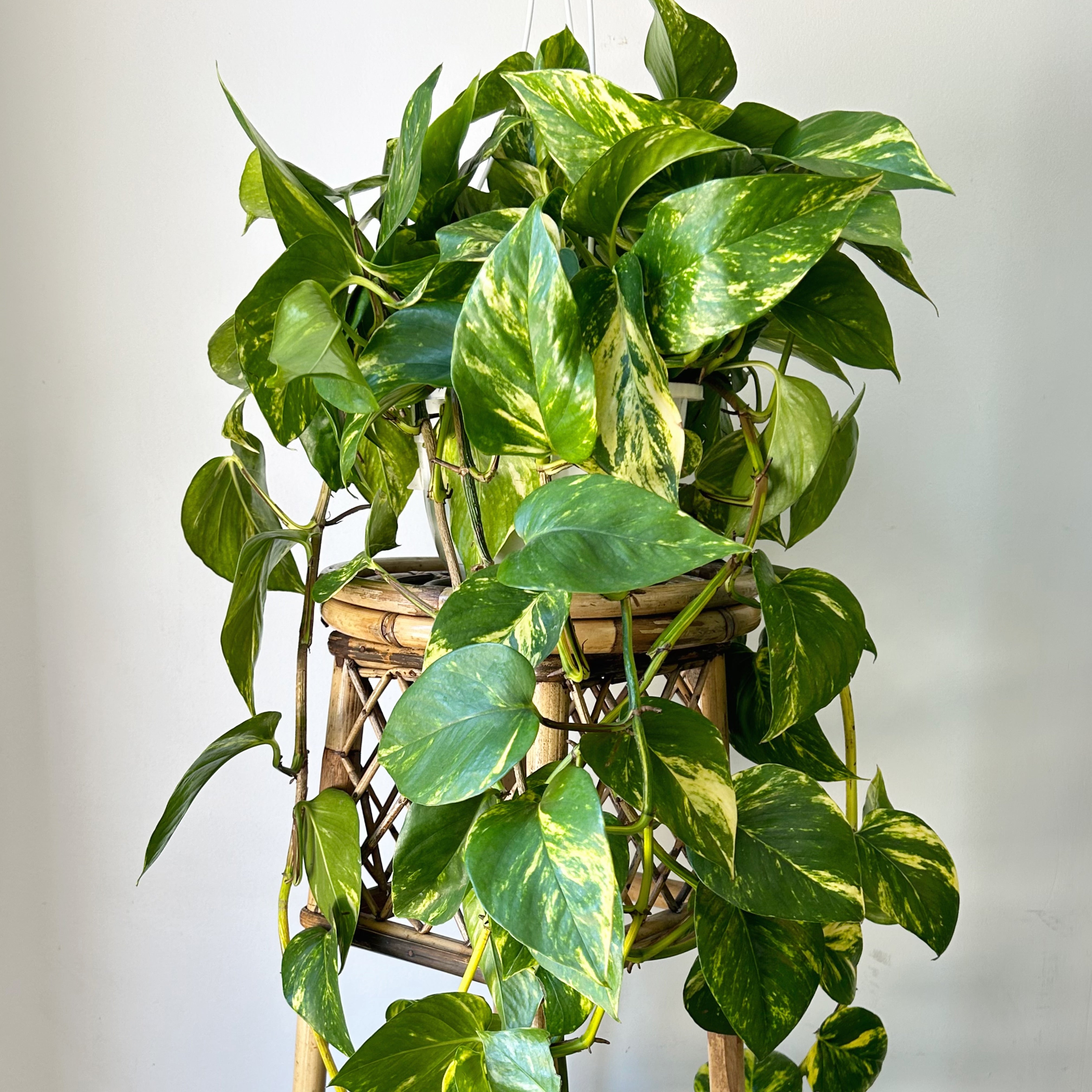 Golden Pothos 8” Hanging Basket
