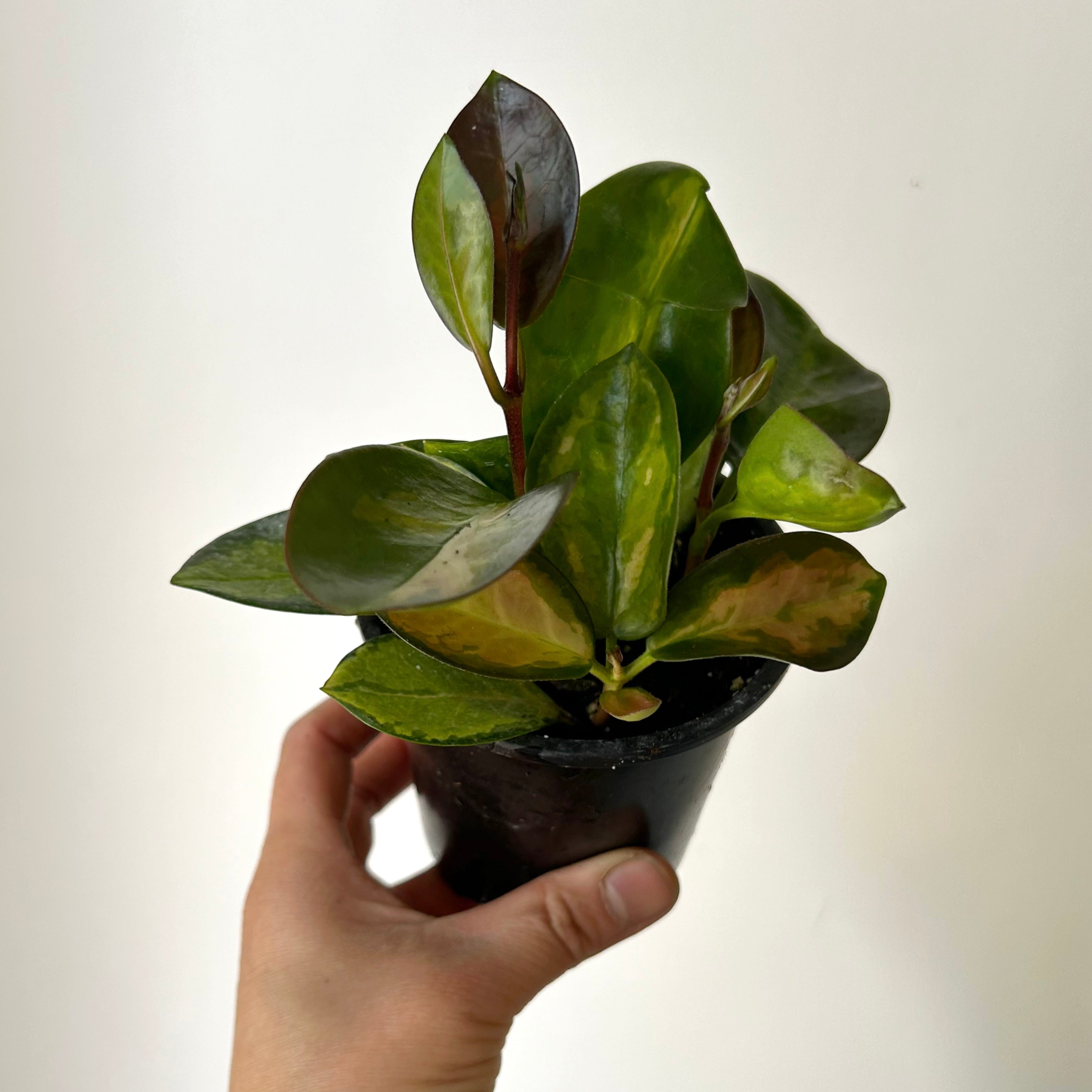 Variegated Hoya australis “Lisa” 3.5”pot