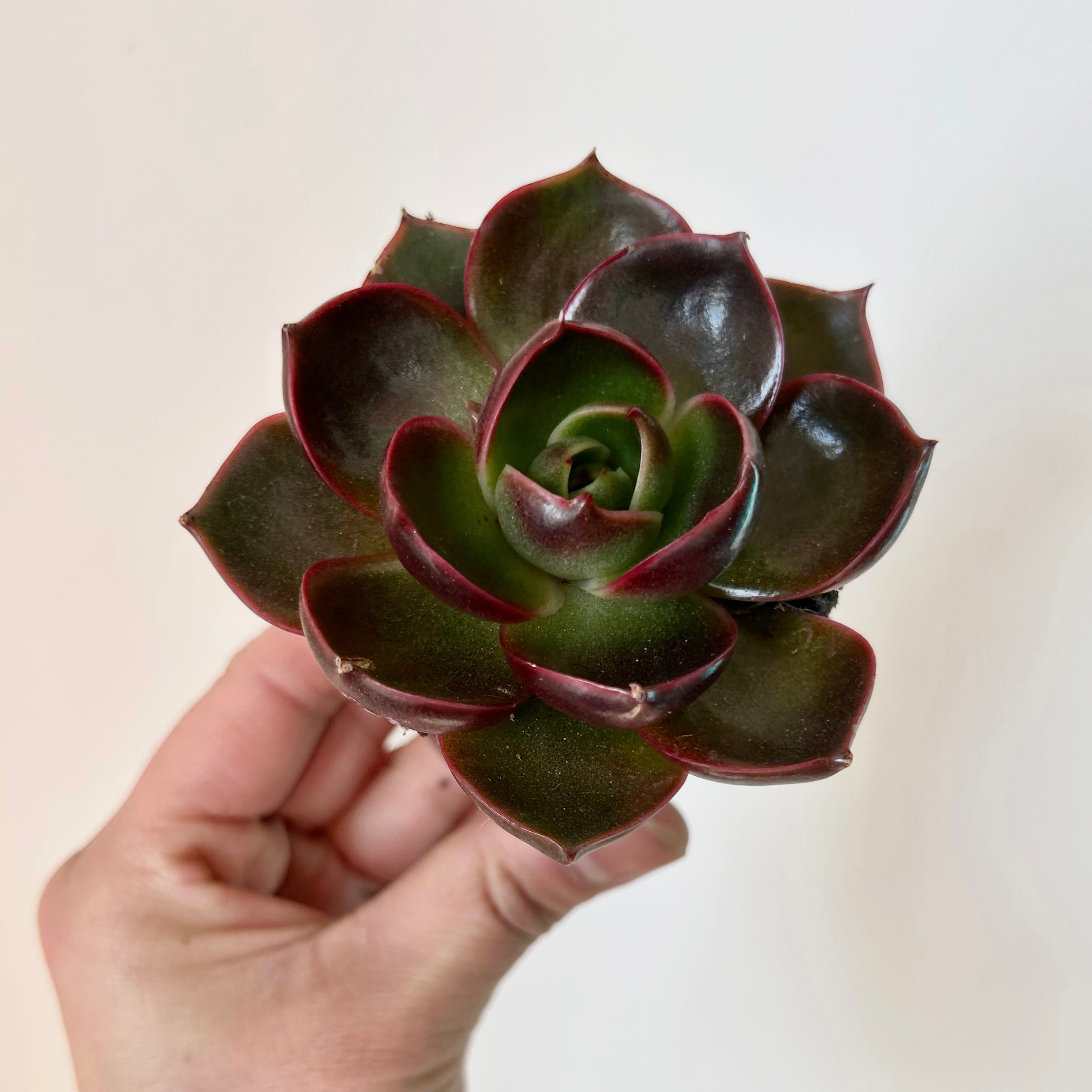 Echeveria Red 2.5" pot