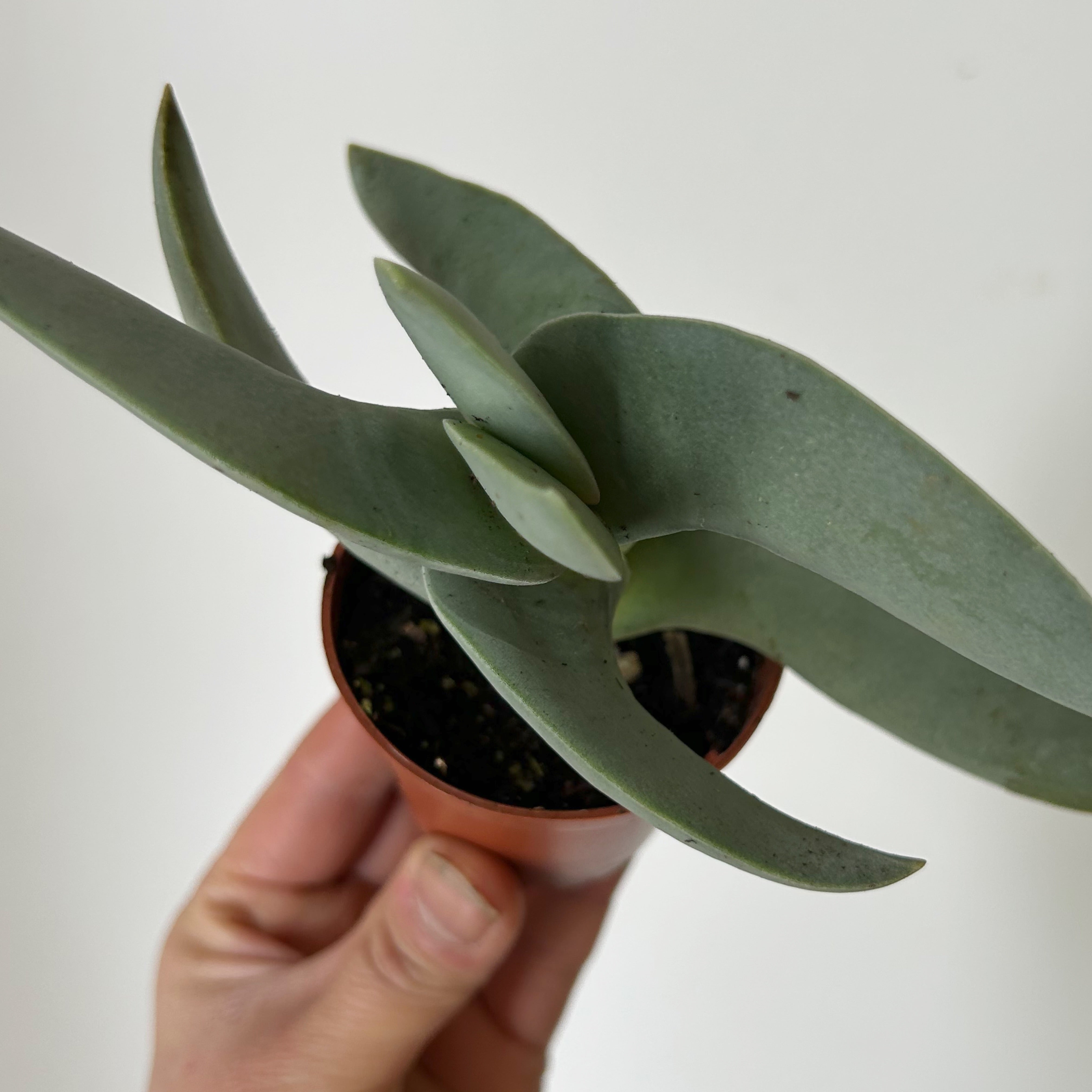 Propeller Succulent (Crassula falcata) 2.5”pot