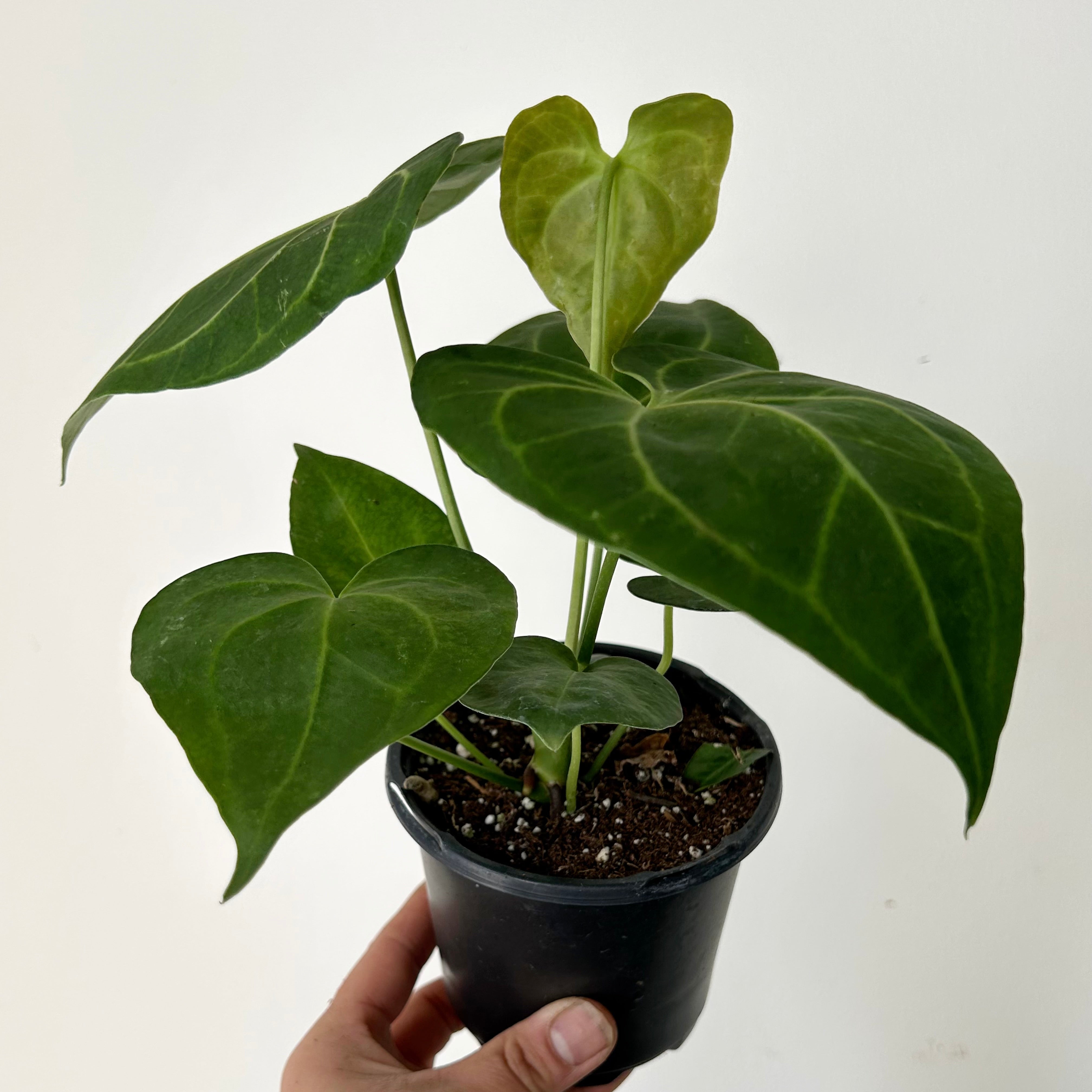 Anthurium Clarinervium 4”pot