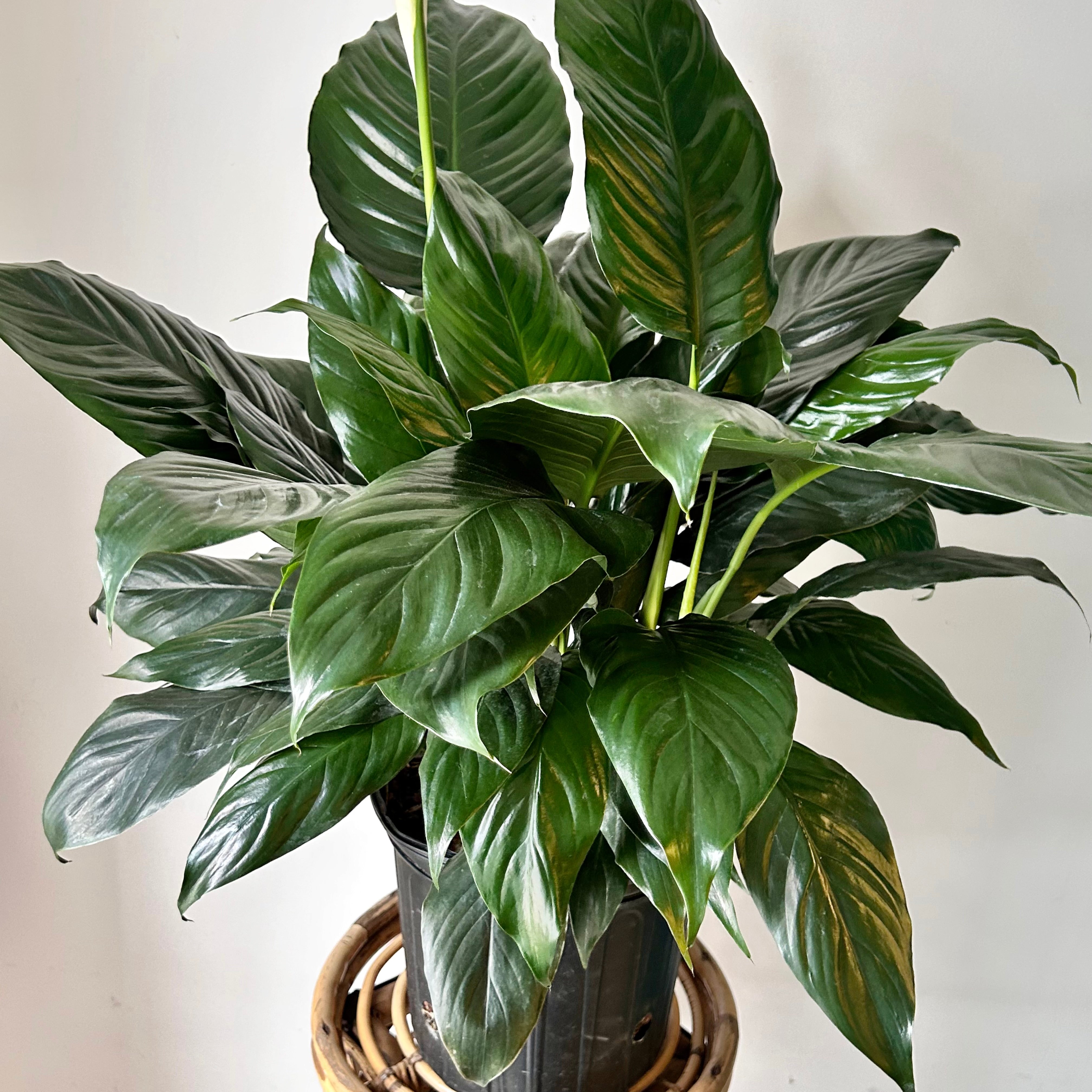 Peace Lily (Spathiphyllum) 8”pot