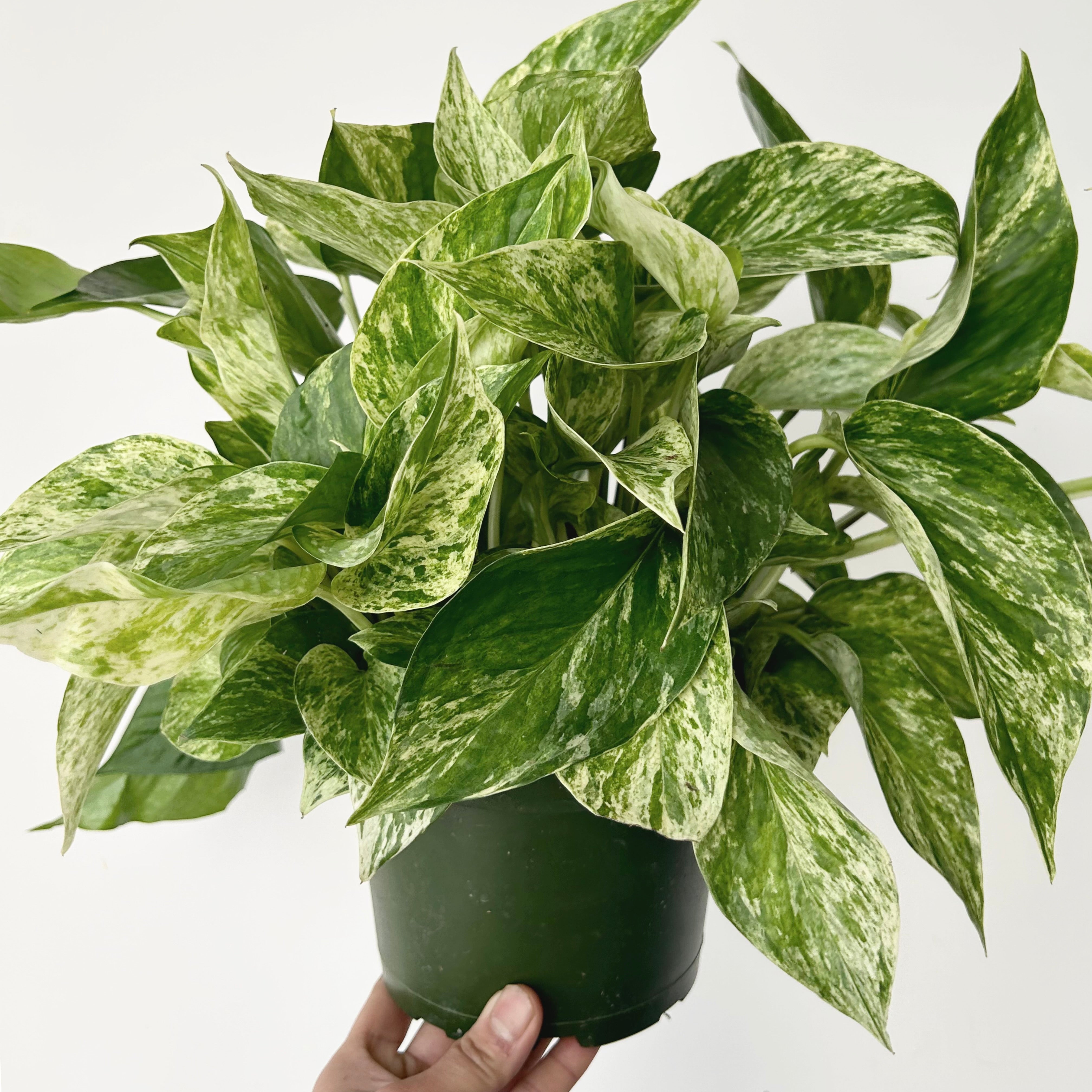 Marble Queen Pothos 6”pot