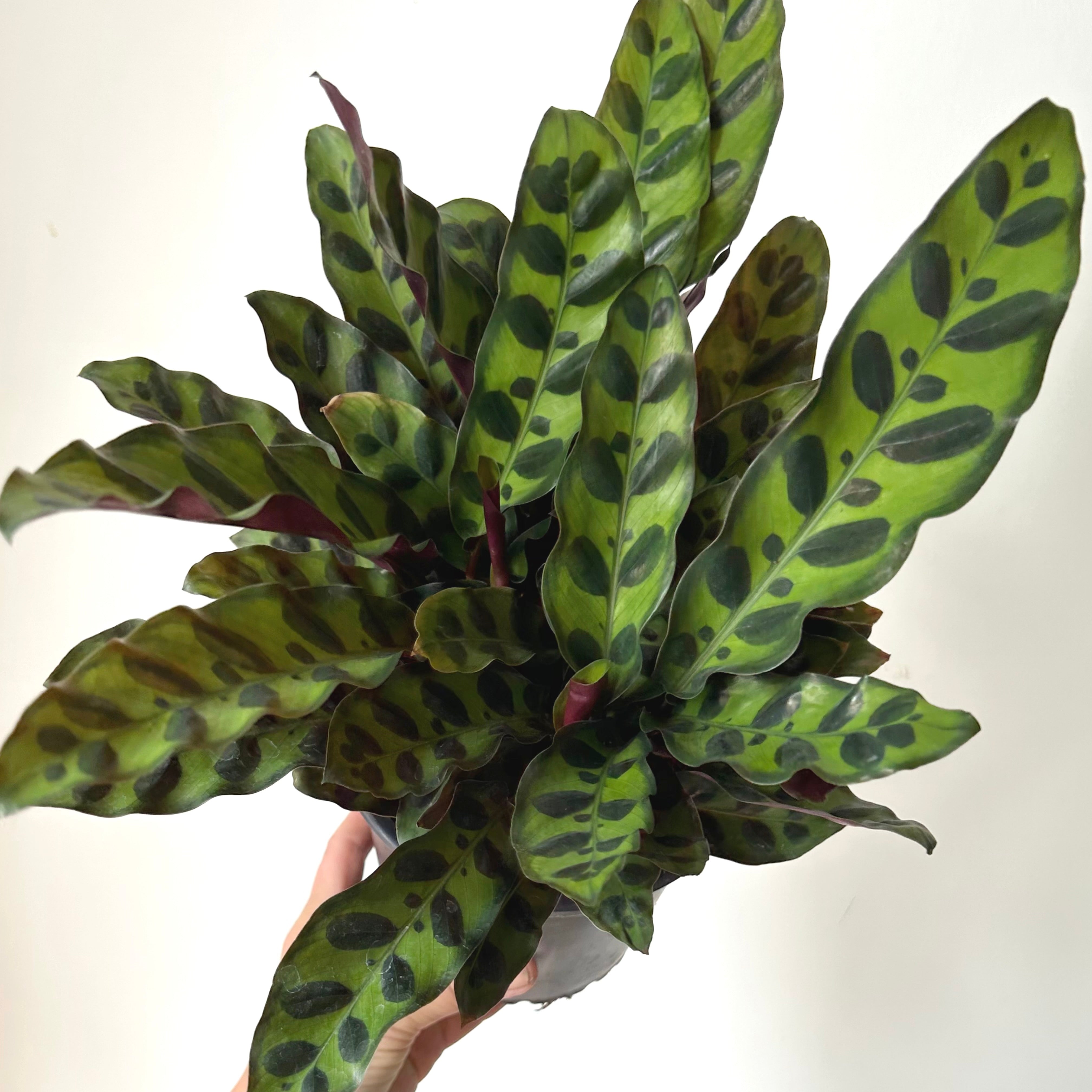 Calathea  “Rattle Snake”(Lancifolia) 6”pot