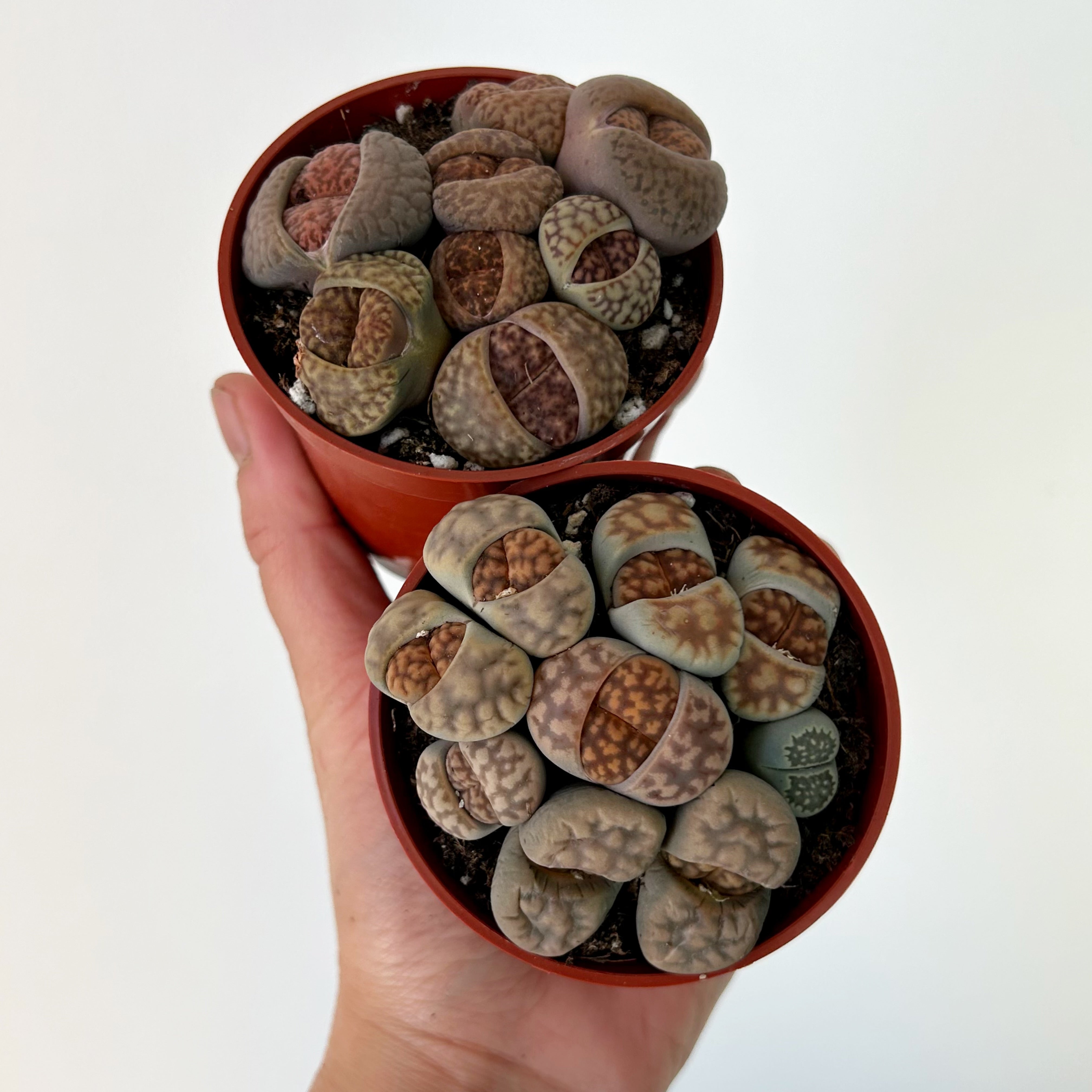Living Stone Succulent (Lithops) 3" pot