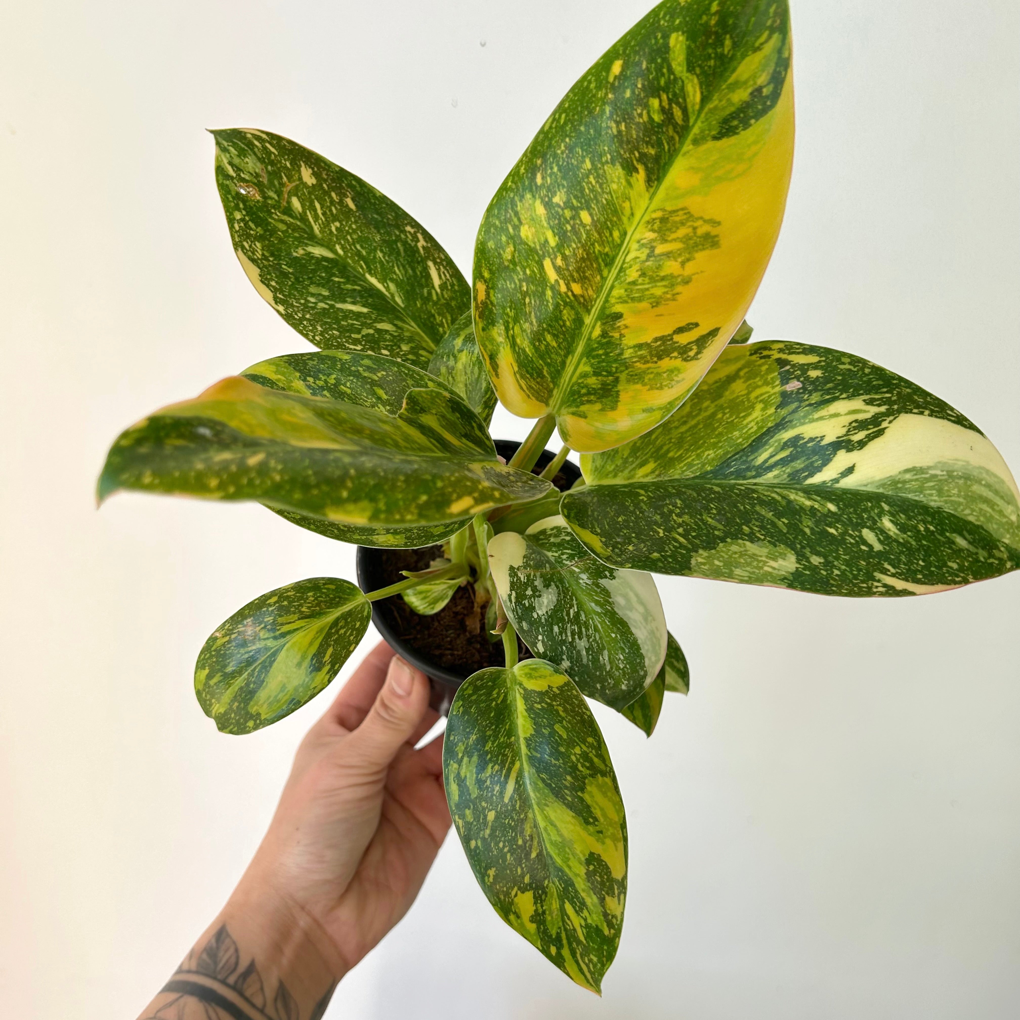 Variegated Philodendron Green Congo Nuclear 6” pot