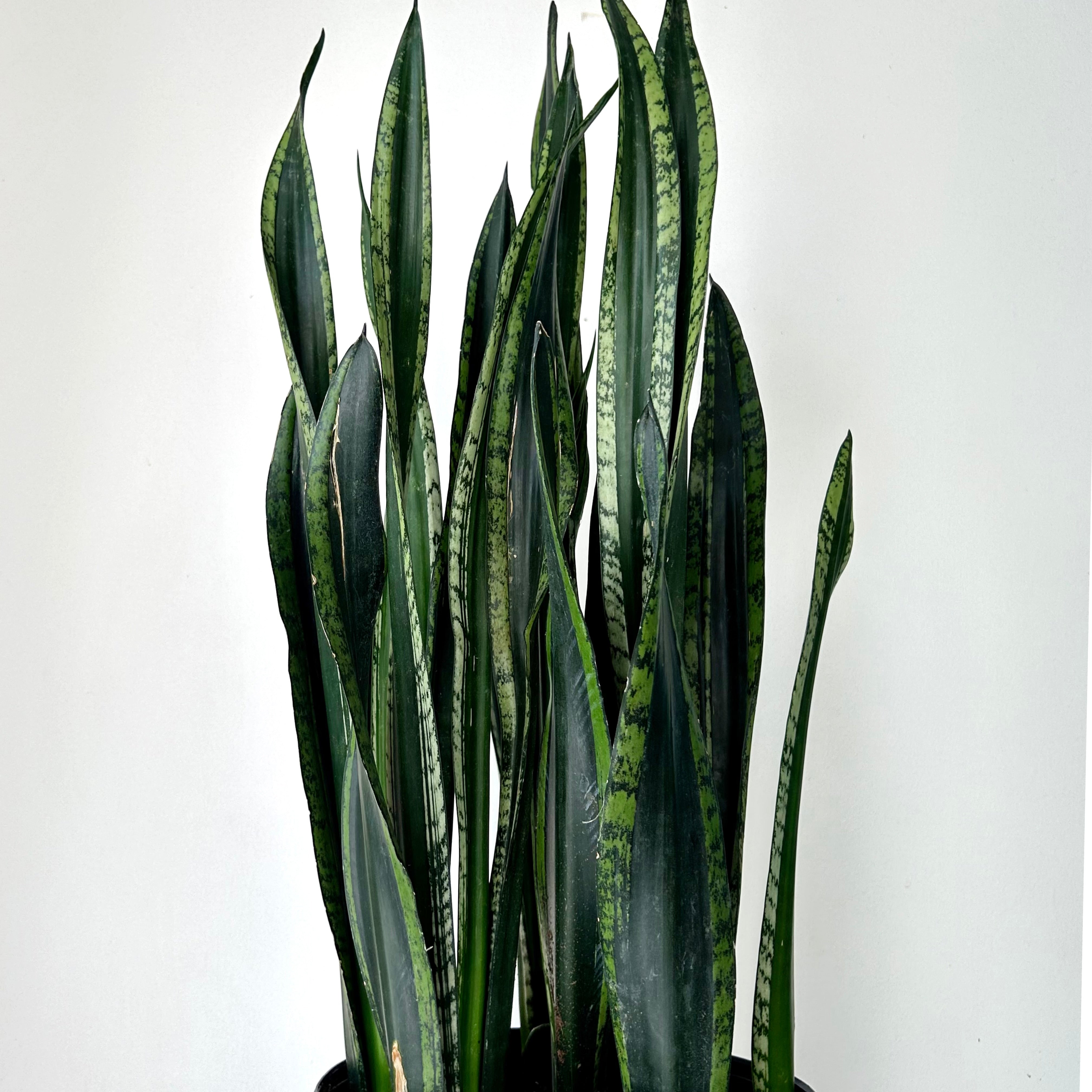 Sansevieria “Whitney” approximately  3ft tall 8”pot