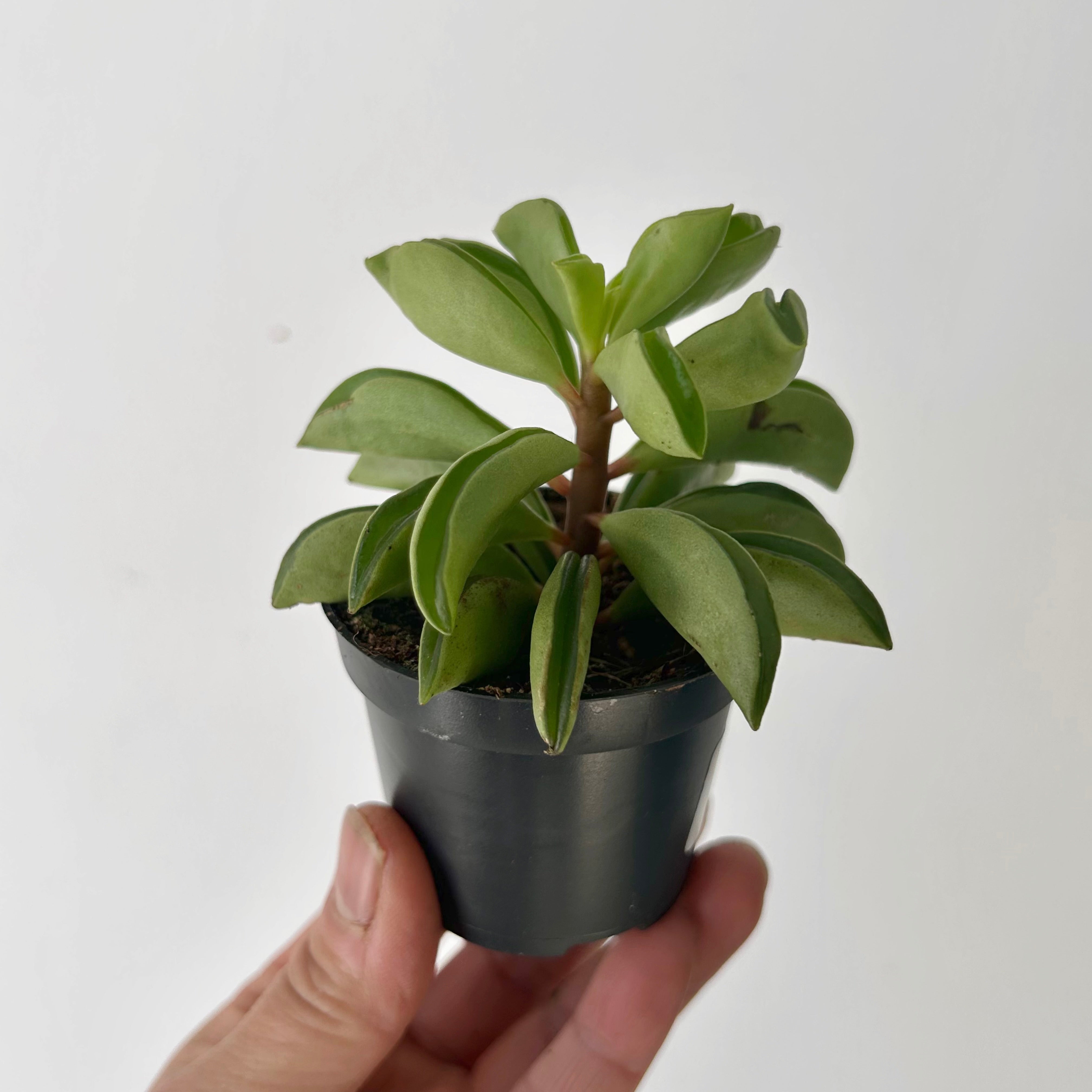 Peperomia dolabriformis 2.5”pot