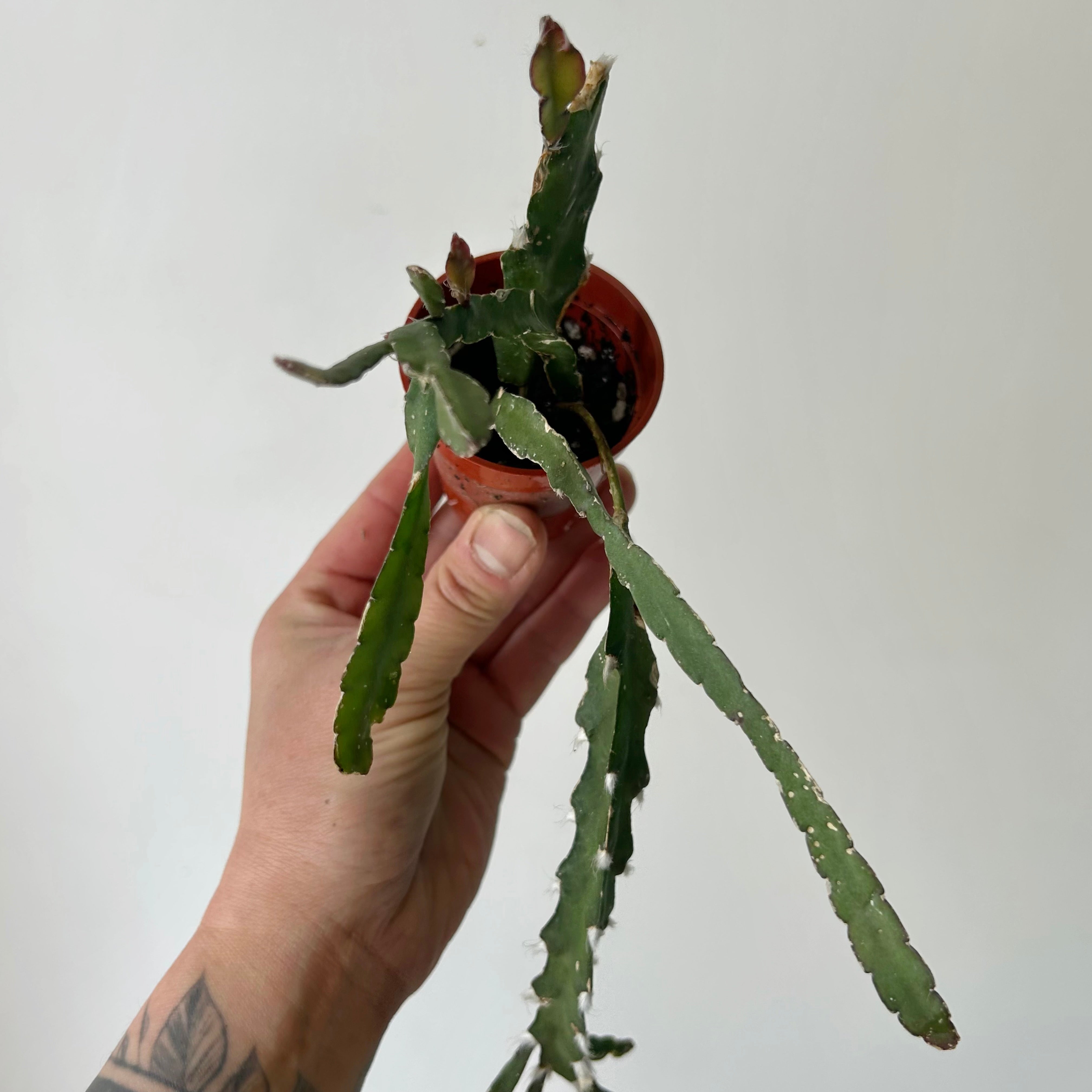Hurricane Cactus (Lepismium cruciforme) 2”pot