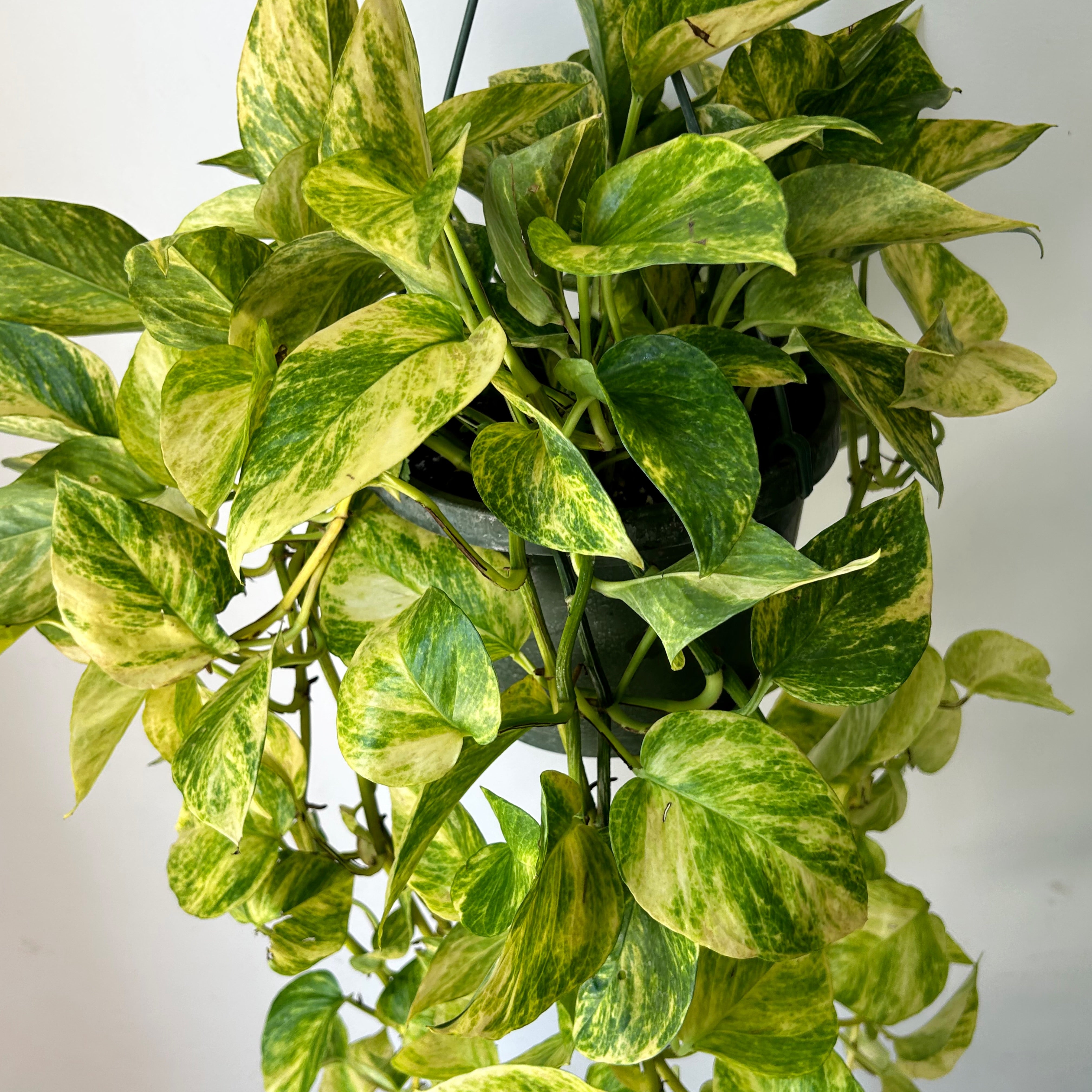 Pothos “Neon Queen” 8” hanging  basket