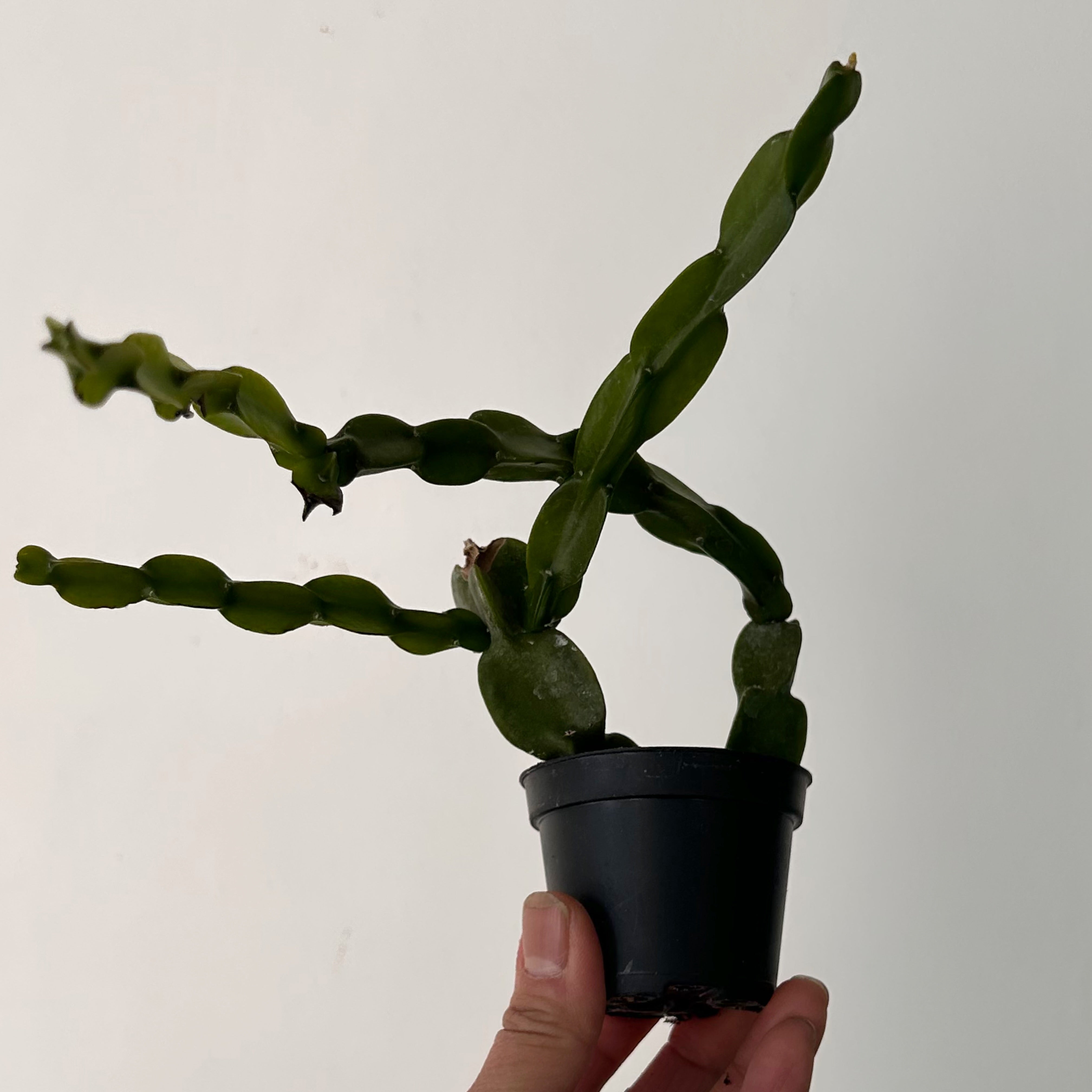 Rhipsalis Paradoxa 2.5”pot