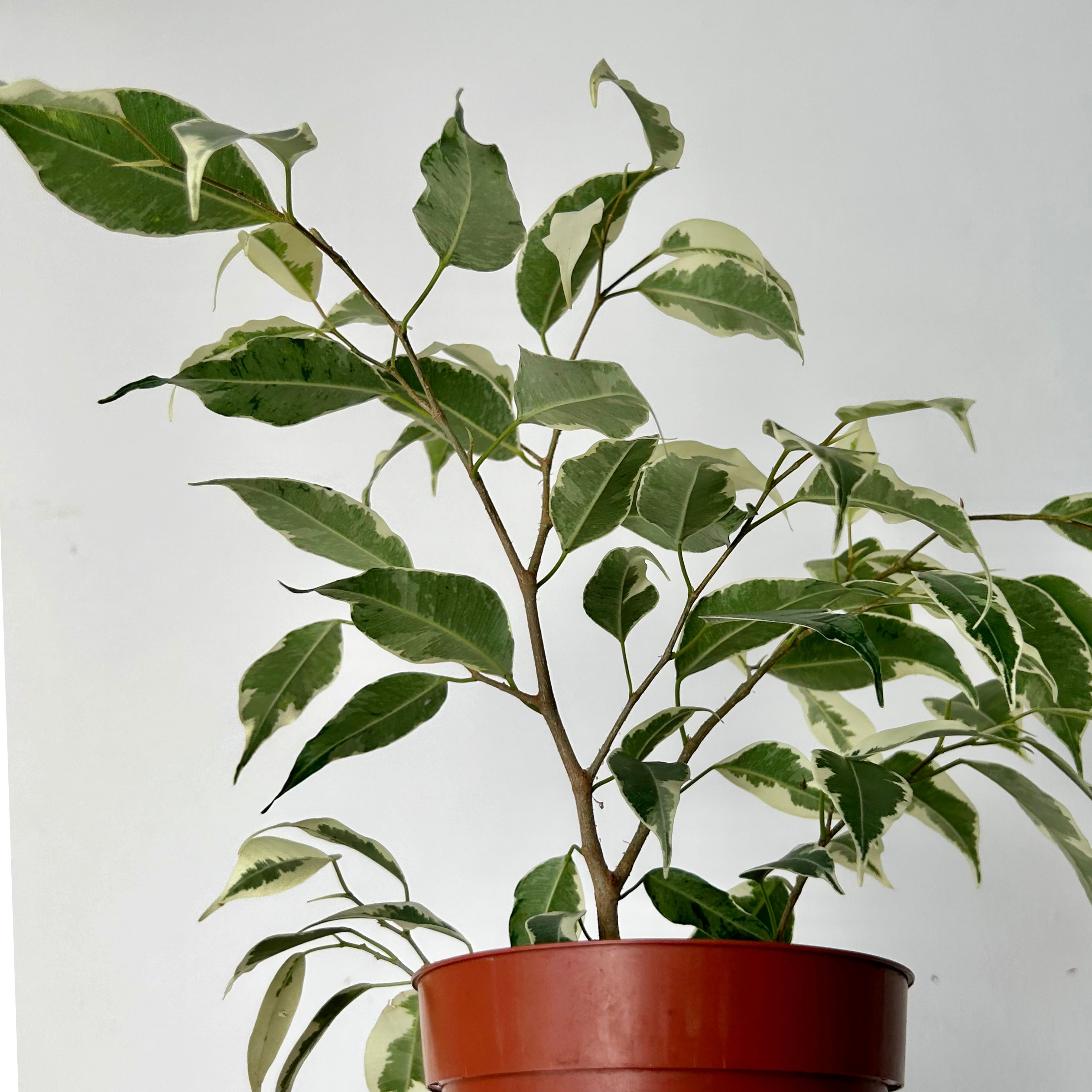Variegated Ficus Benjamina 5”pot