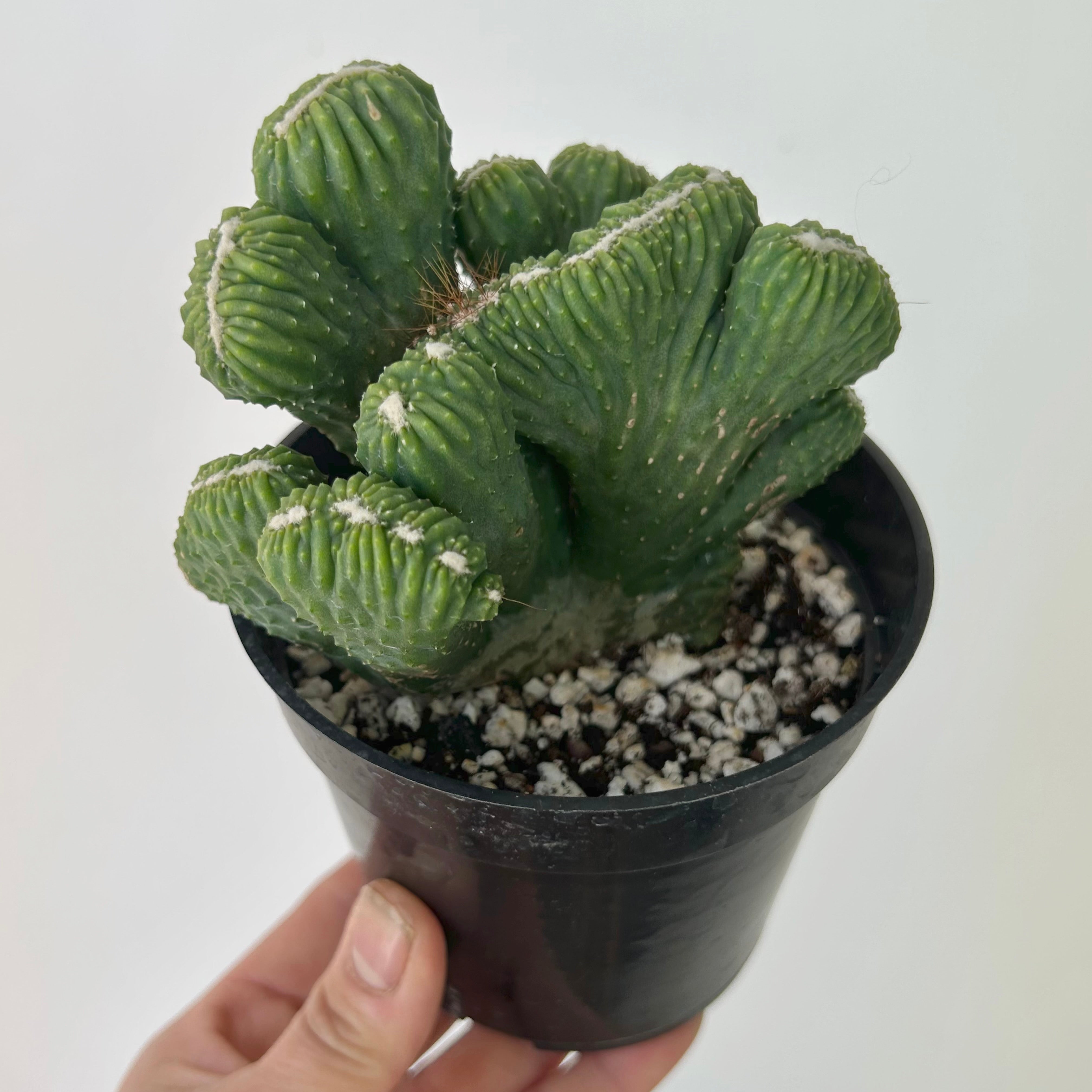 Crested Cereus monstrose 4” pot