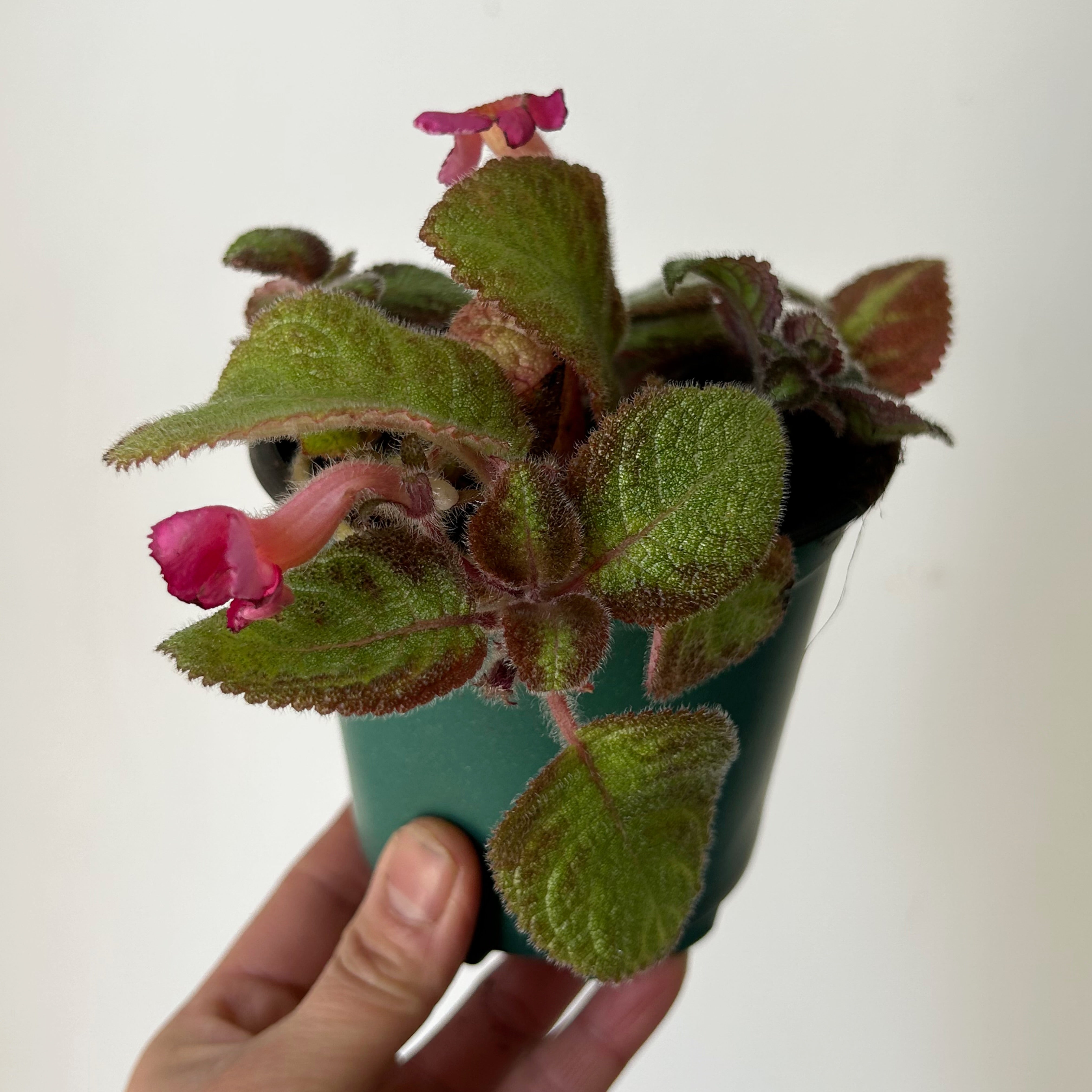 Episcia  “Pink Panther” 4” pot