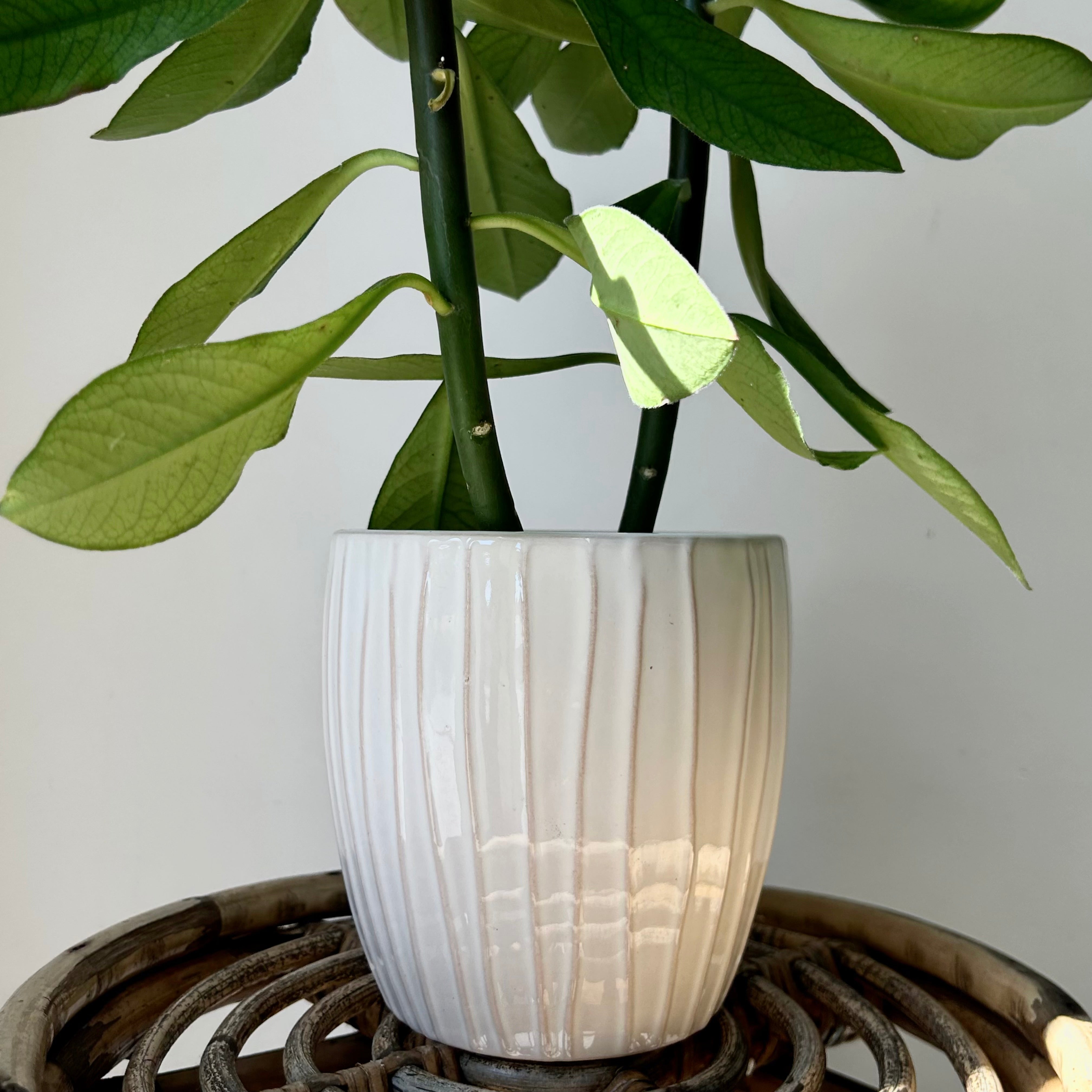 CAMILLE Decorative Ceramic Planter (5”x5.5”)