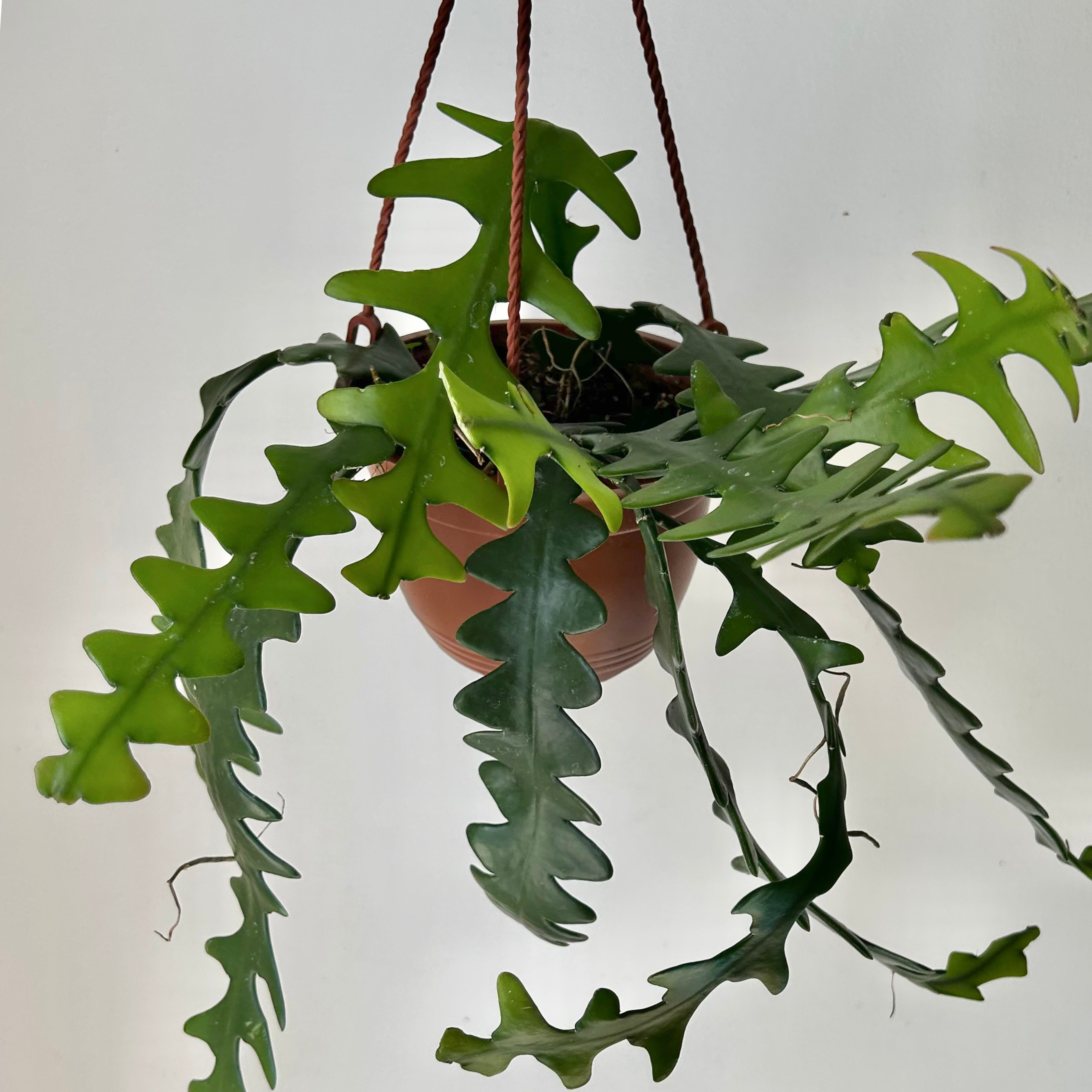 Fishbone Cactus (Epiphyllum anguliger) 6” hanging basket