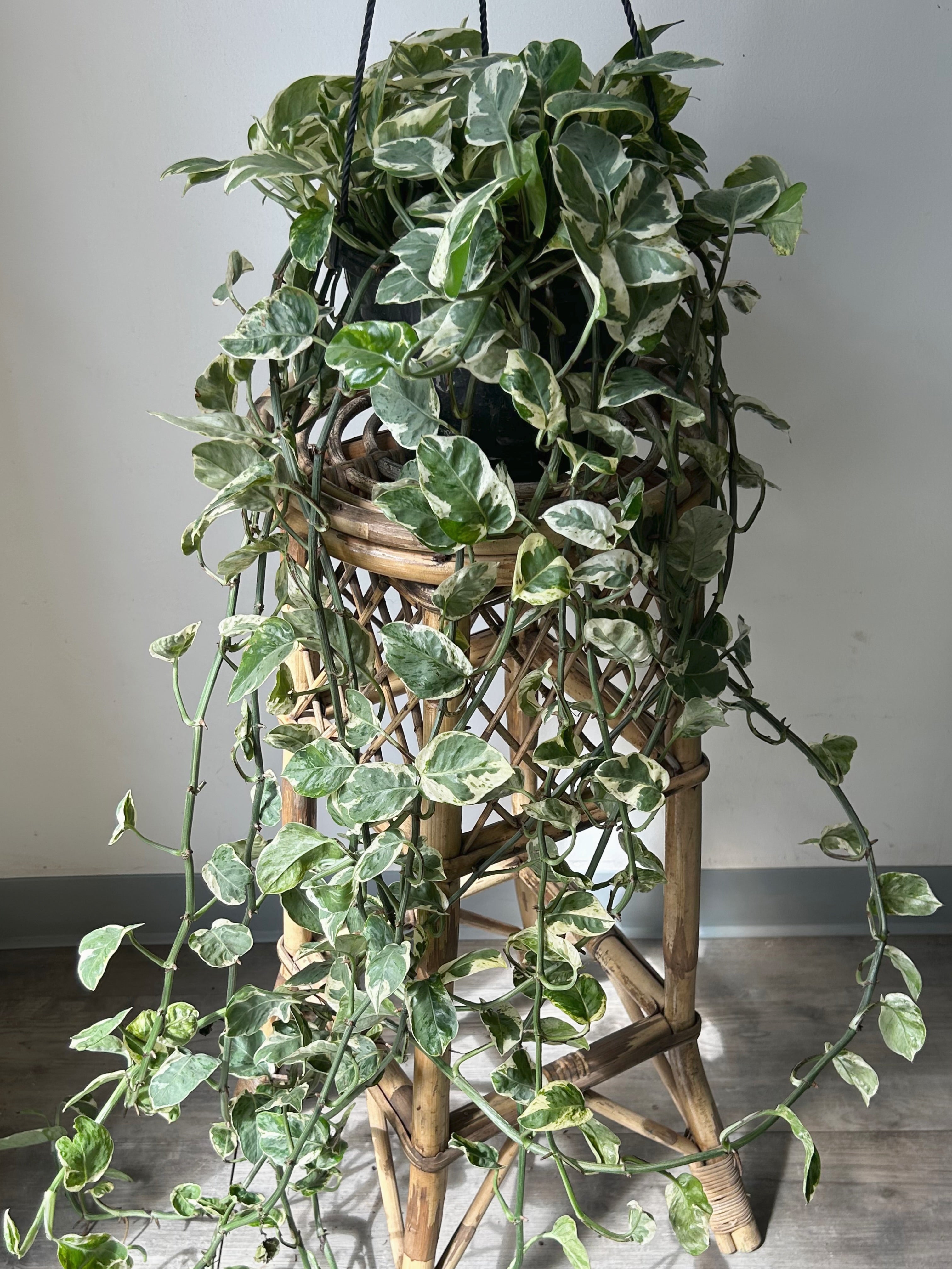 Pothos Pearl and Jade 8” Hanging Basket