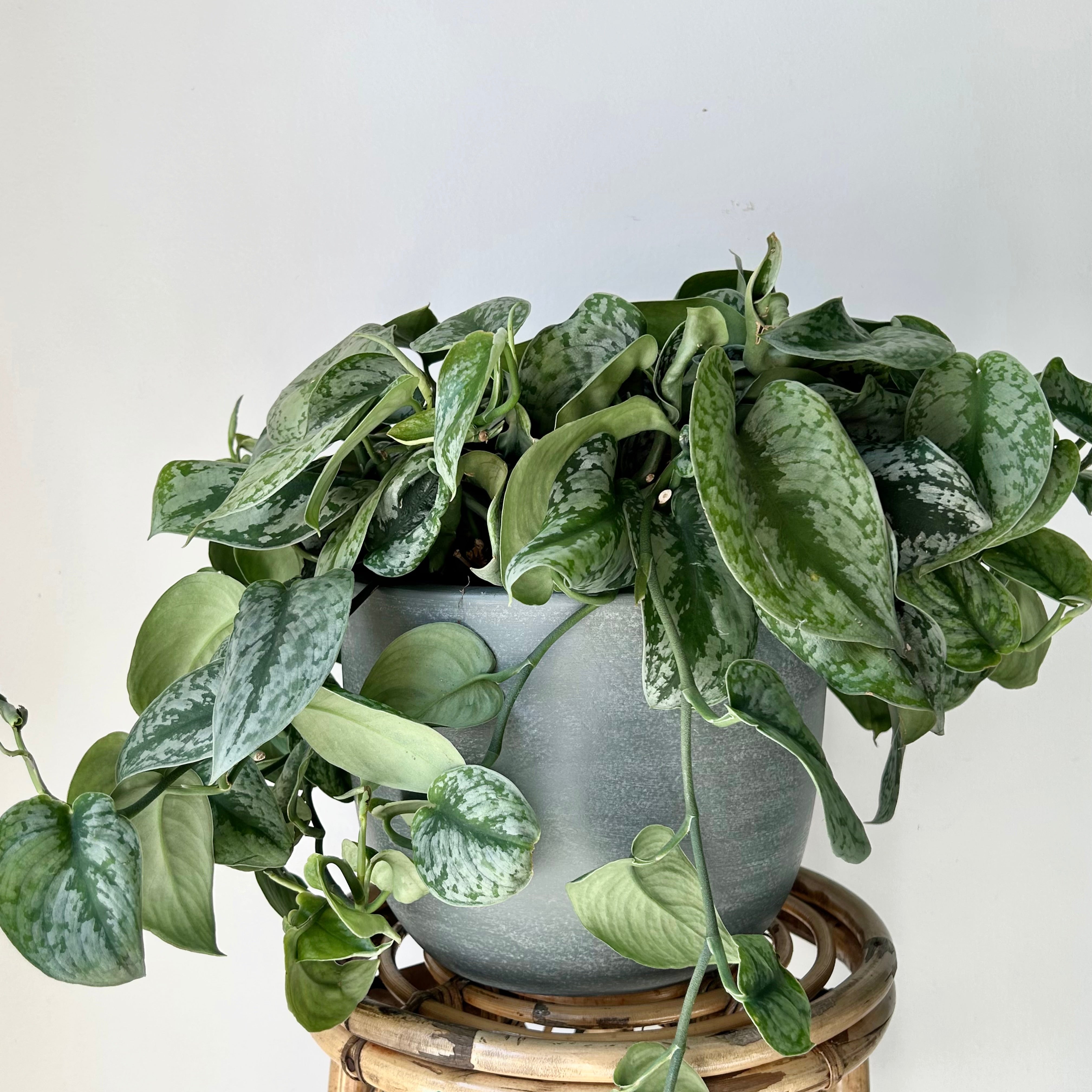 Scindapsus pictus “Exotica” 8” Hanging Basket