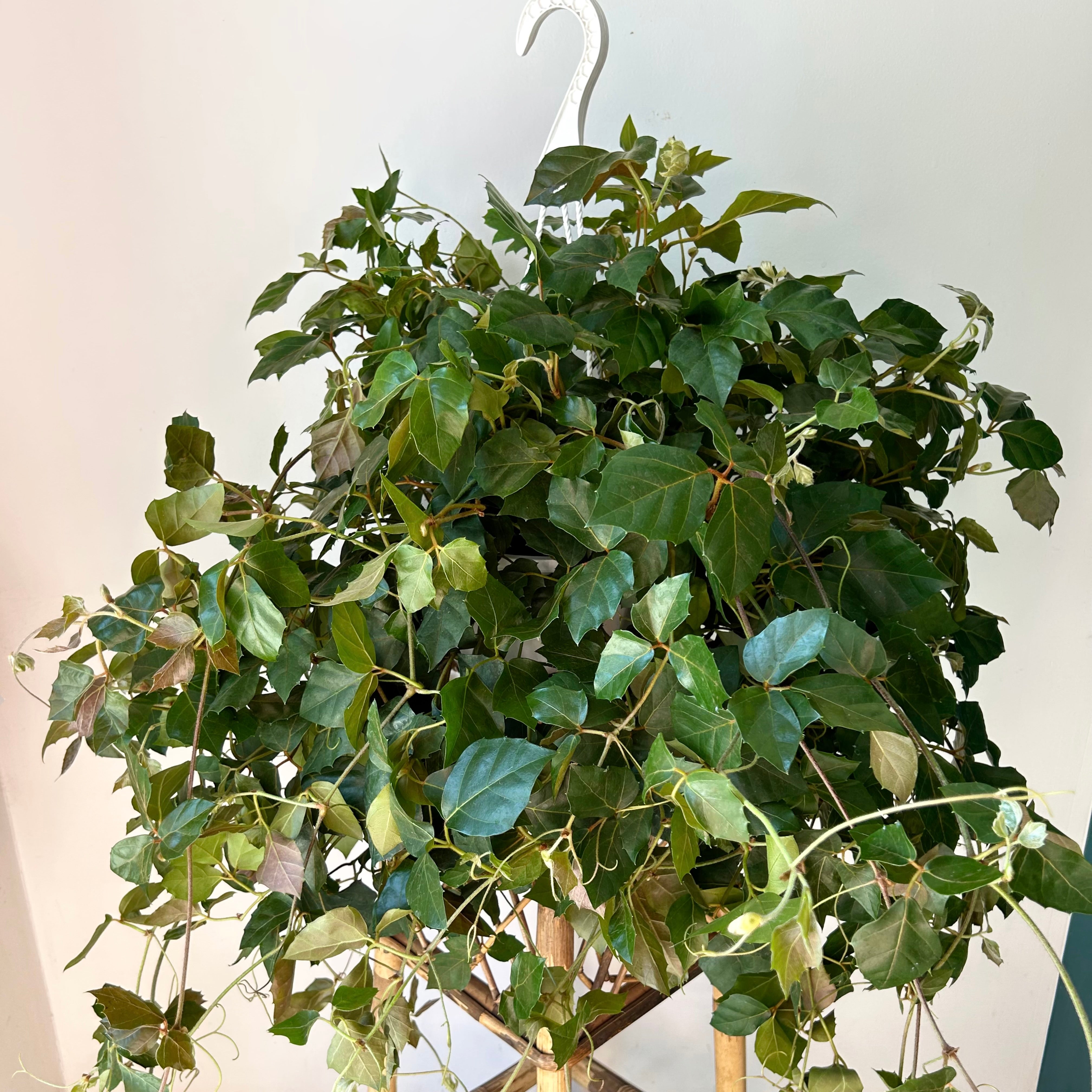 Grape Ivy (Cissus Rhombifolia) 10” Hanging Basket