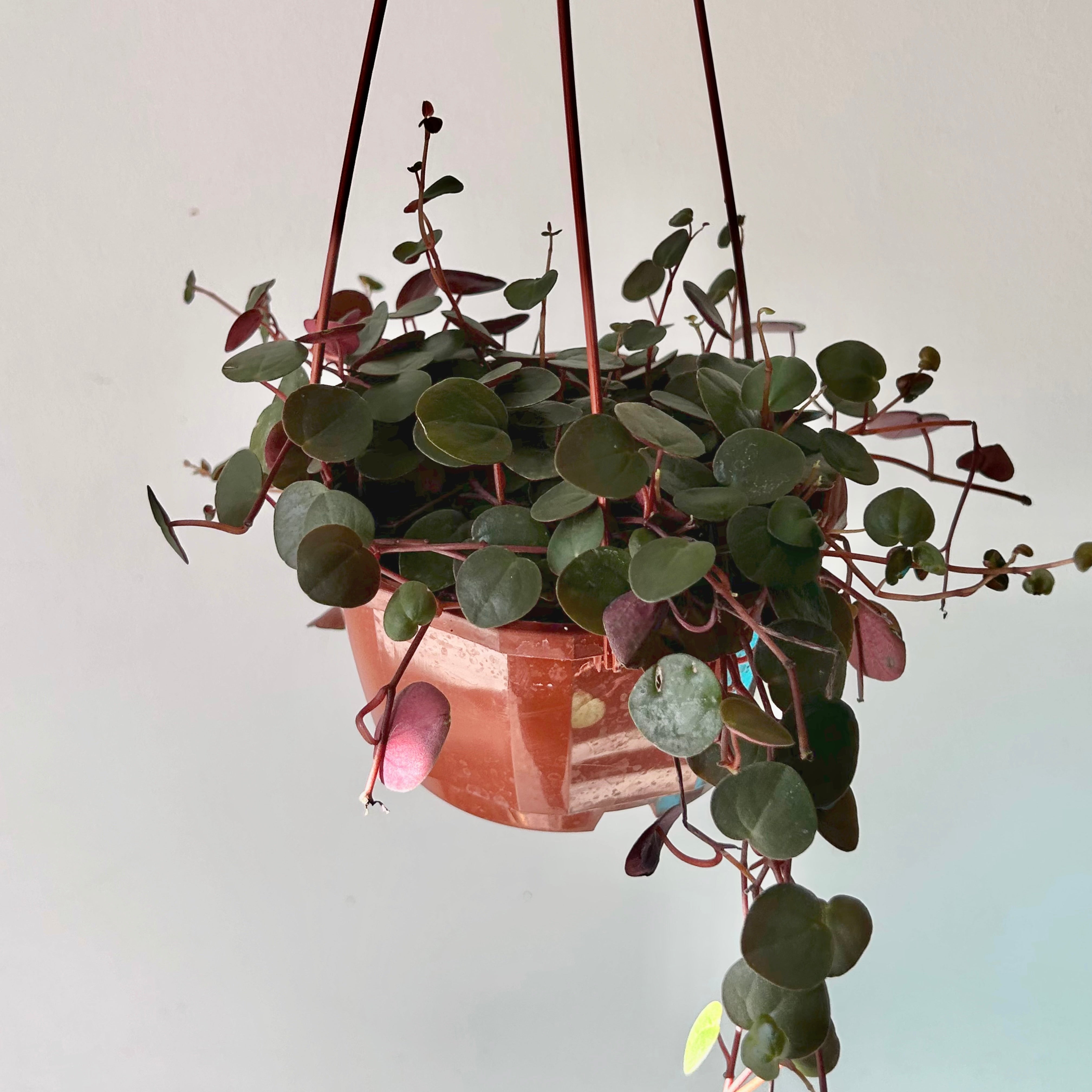 Peperomia “Ruby Cascade” 4.5”hanging basket