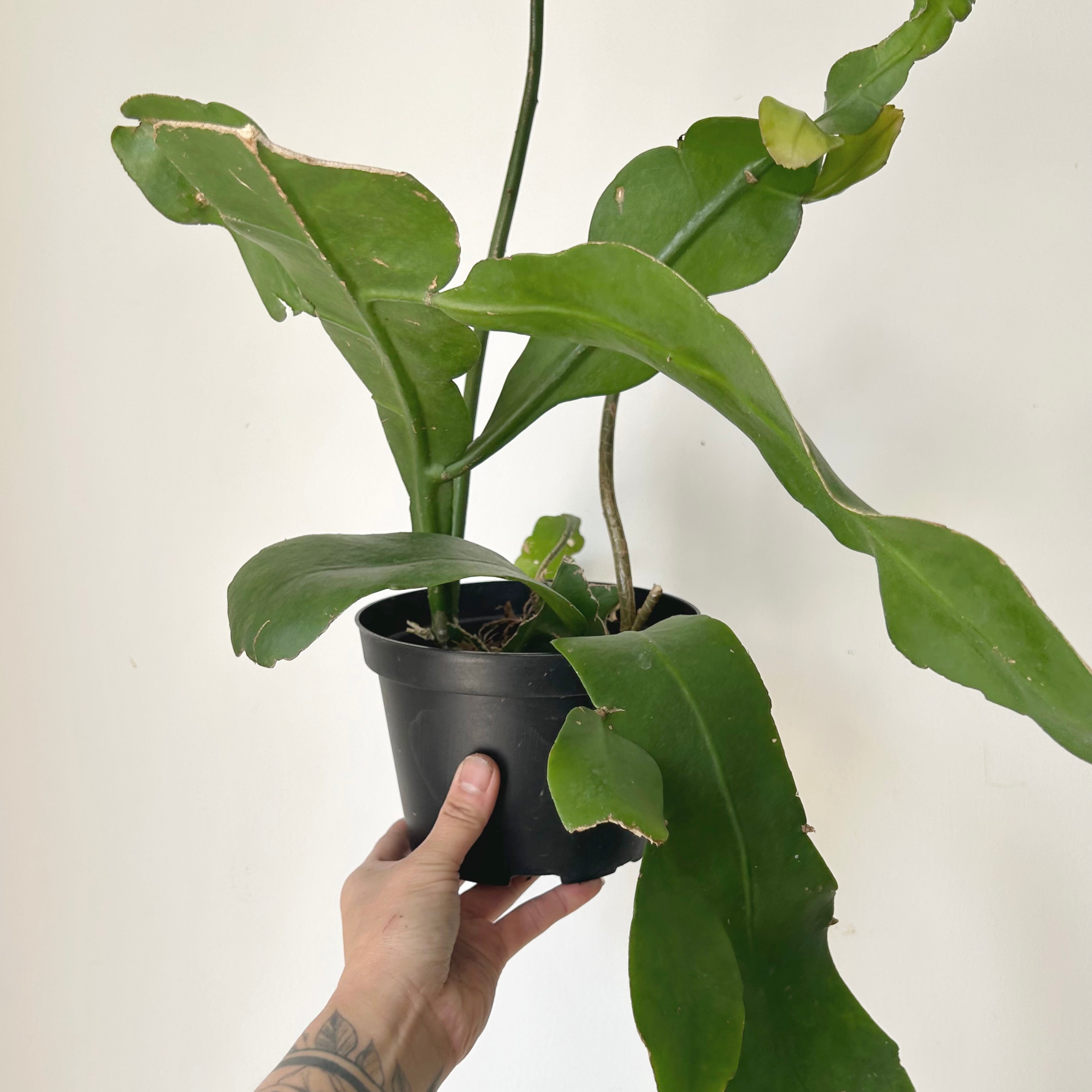 Queen-of-the-Night Jungle Cactus(Epiphyllum Oxypetalum) 6”pot