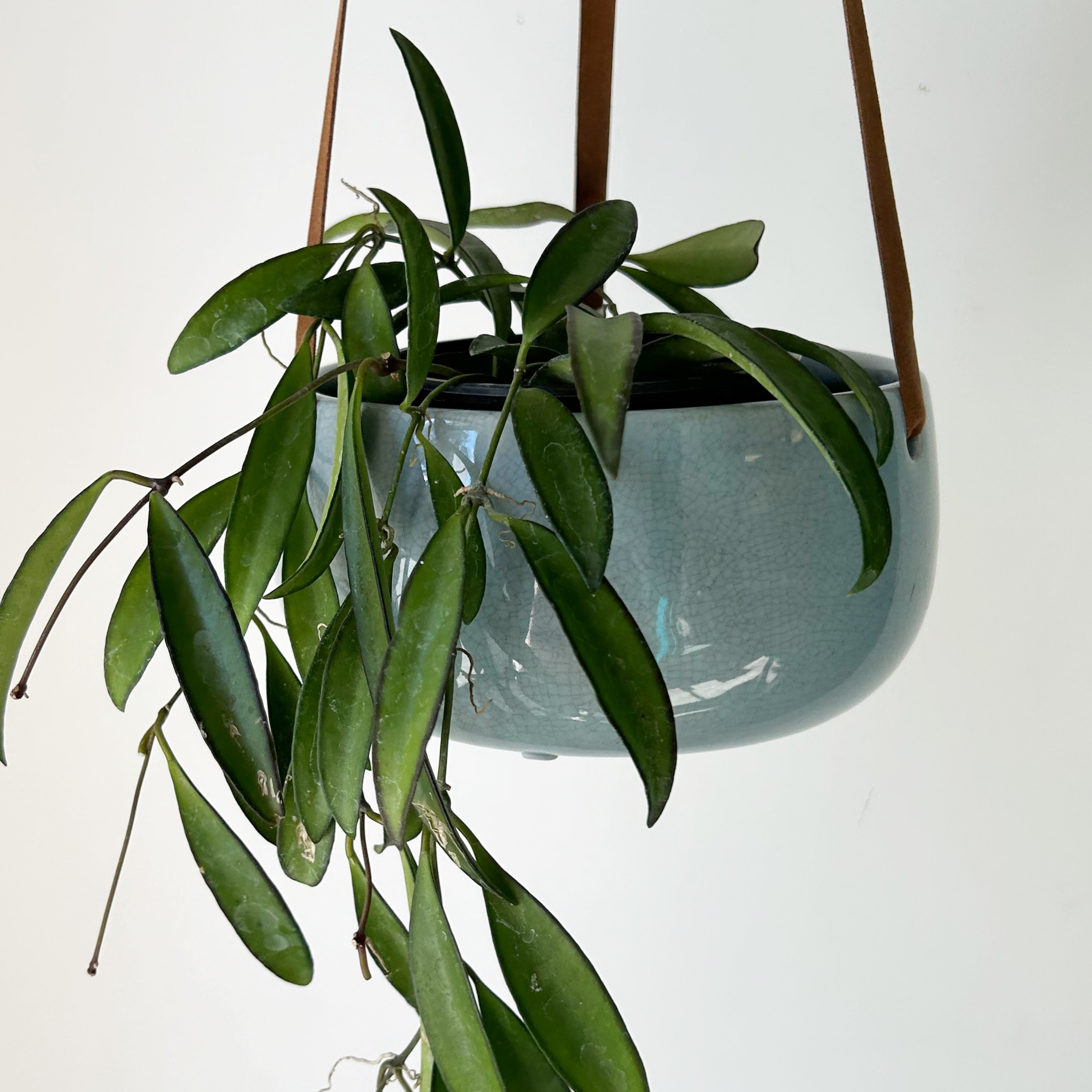 ASTRID hanging planter (6”X3”) POWDER BLUE