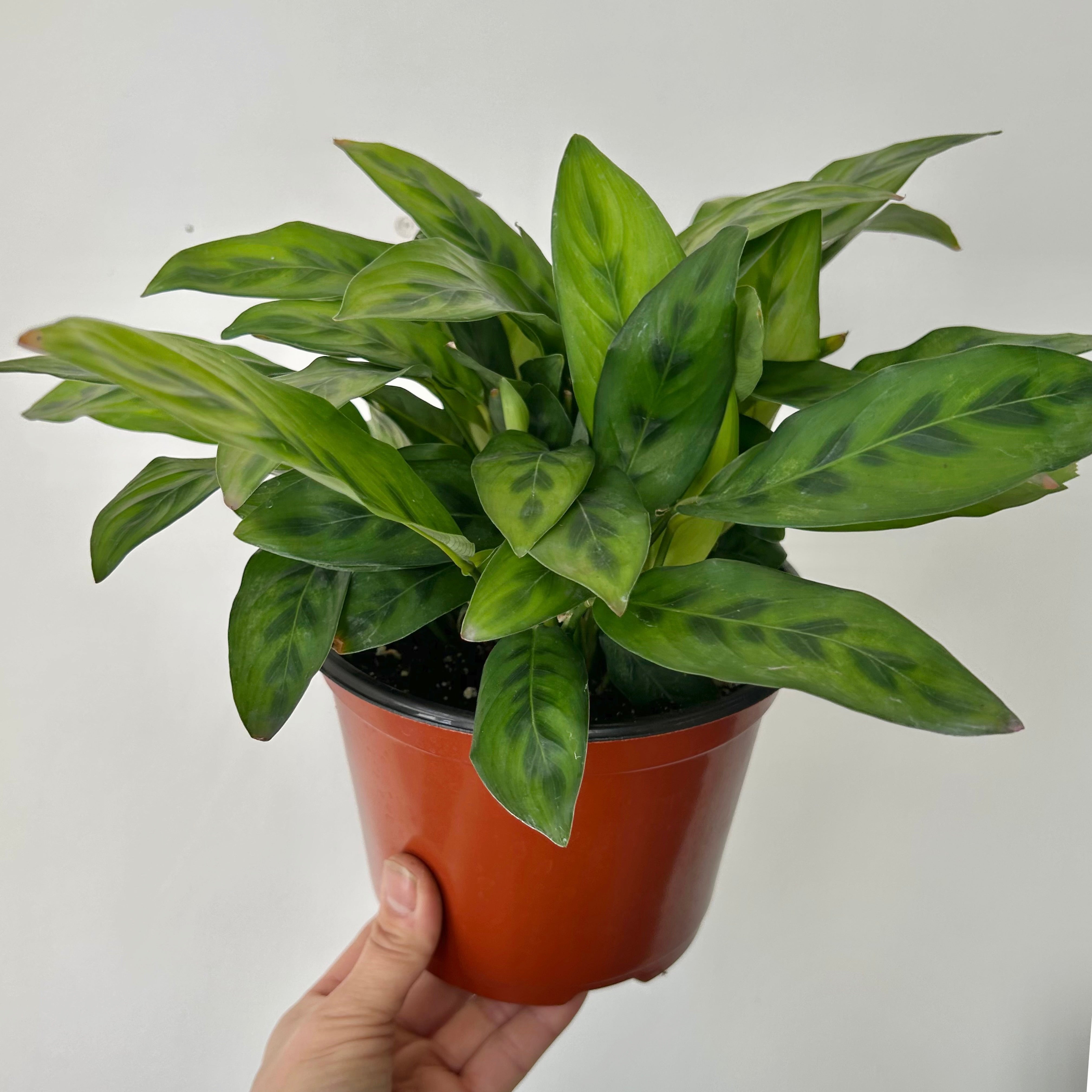 Calathea Leopardina 6”pot