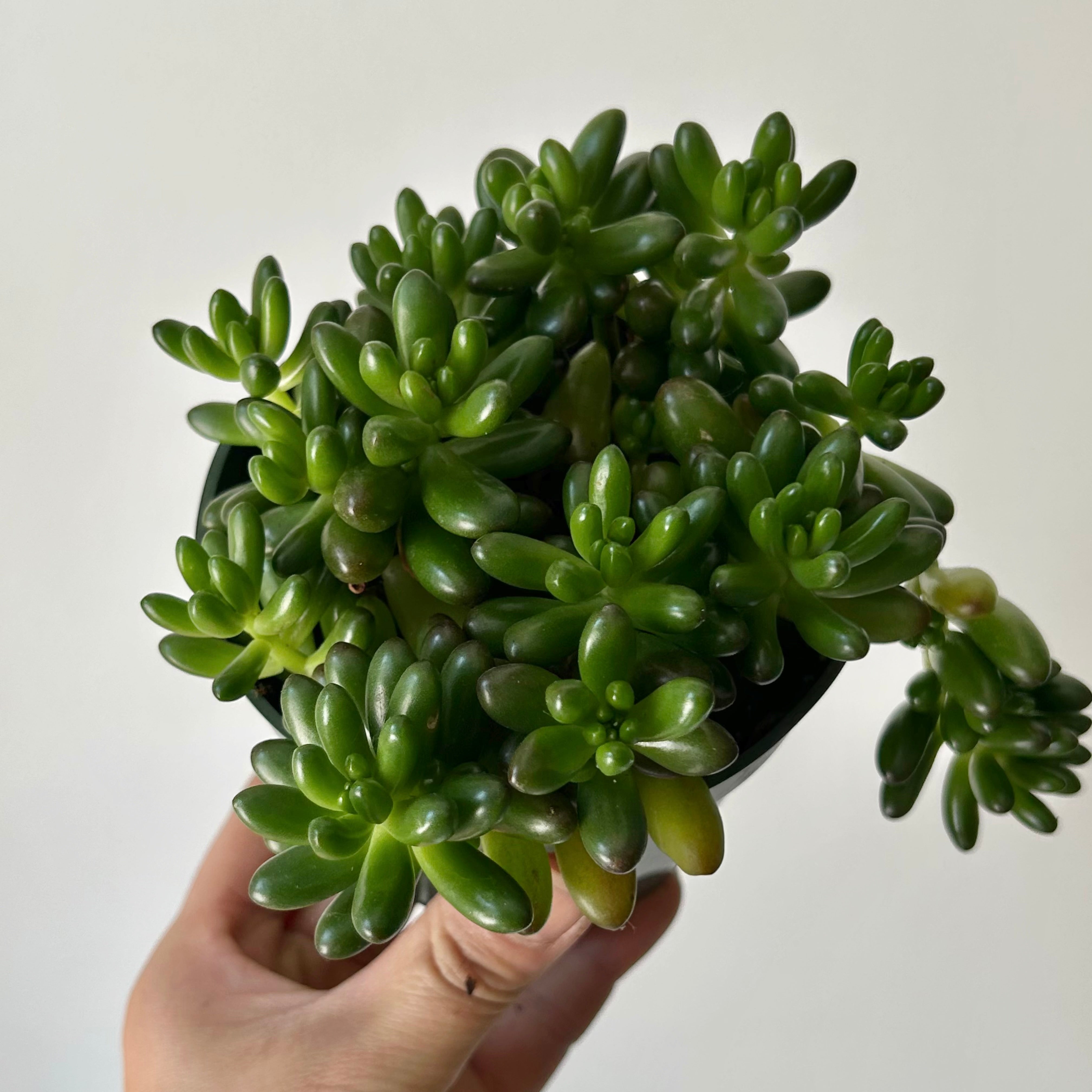 Jelly Bean Plant (Sedum rubrotinctum) 4”pot