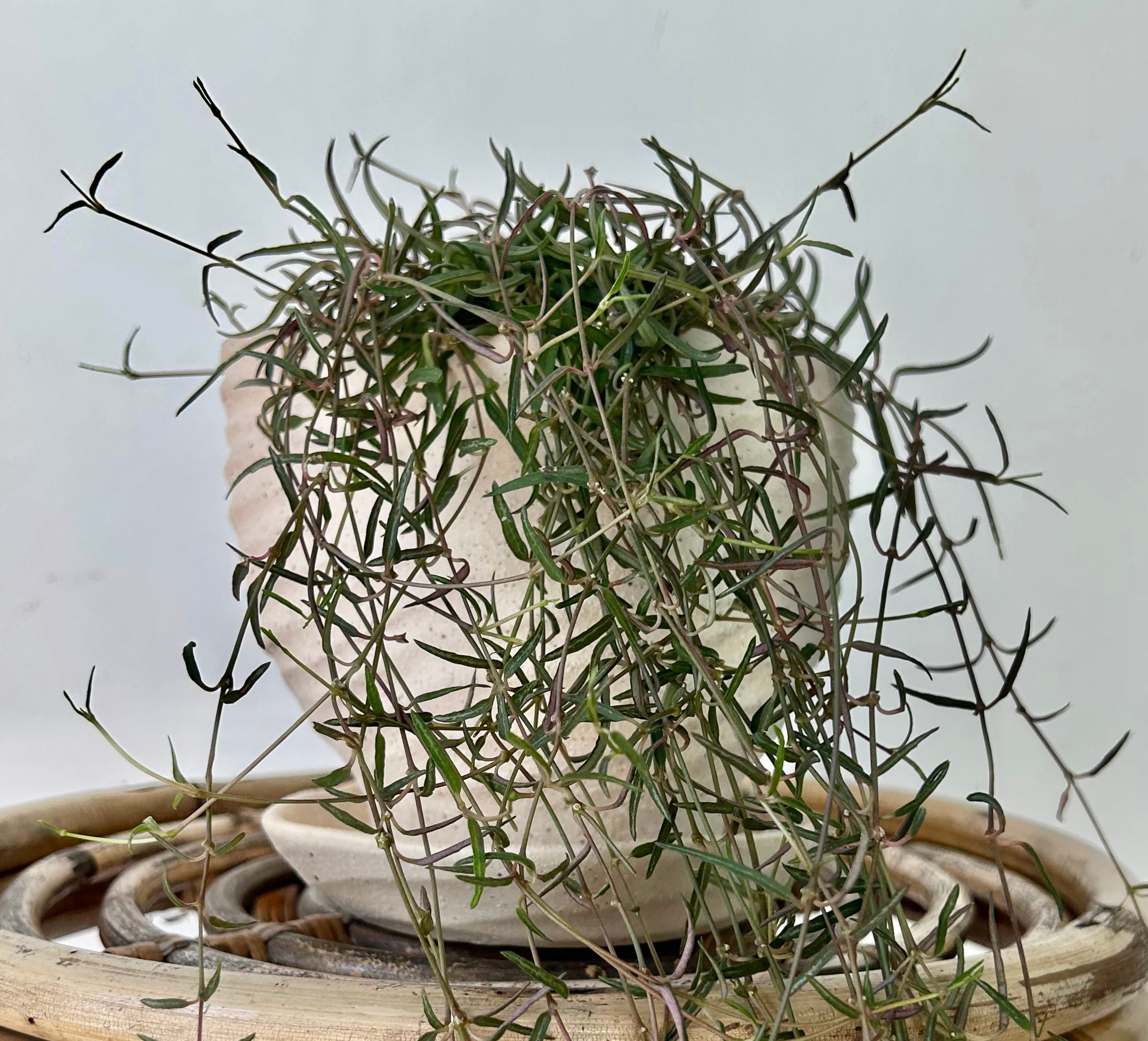 String of Needles (Ceropegia linearis) 3.5” pot
