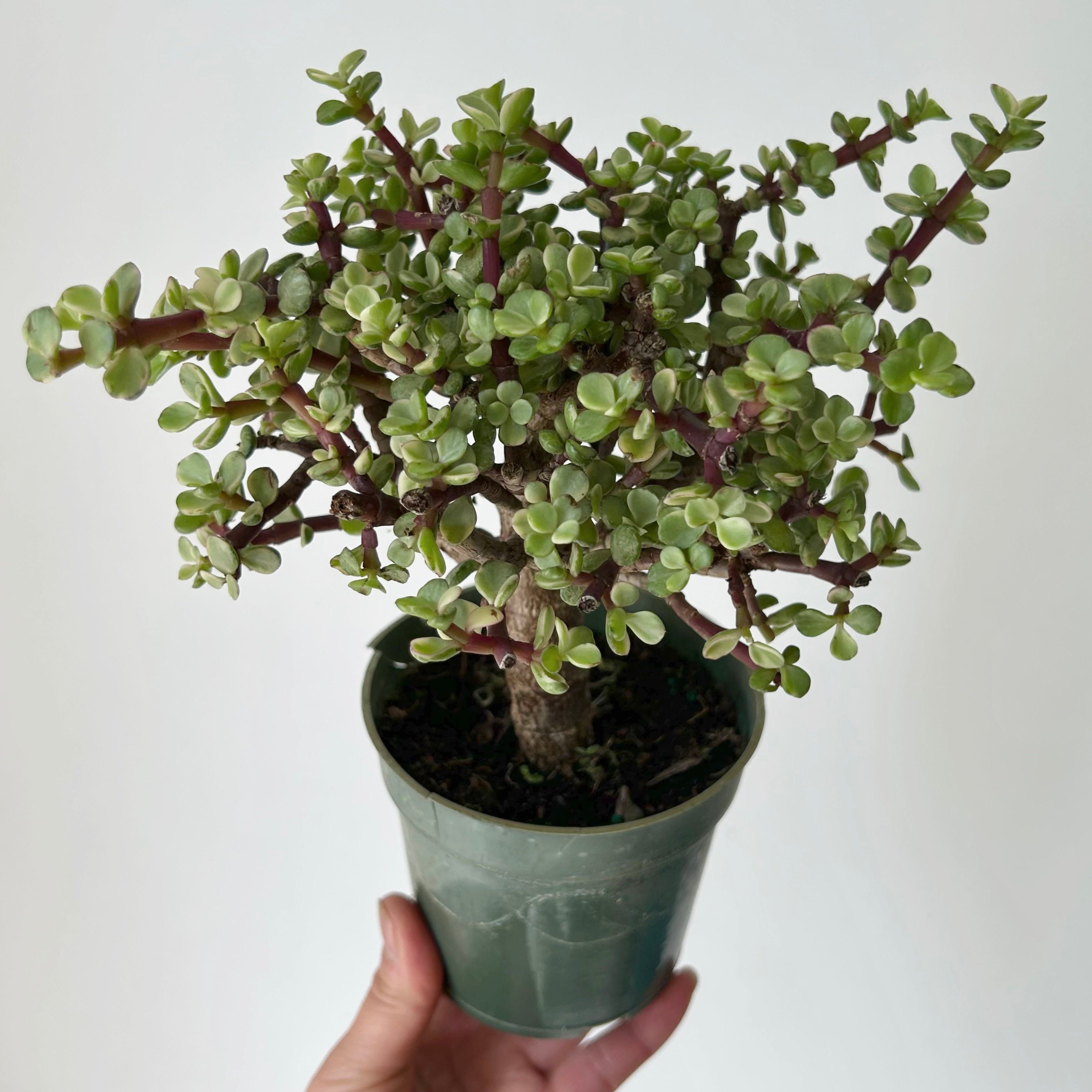 Variegated Elephant Jade Succulent (Portulacaria Afra) tree form  4"pot
