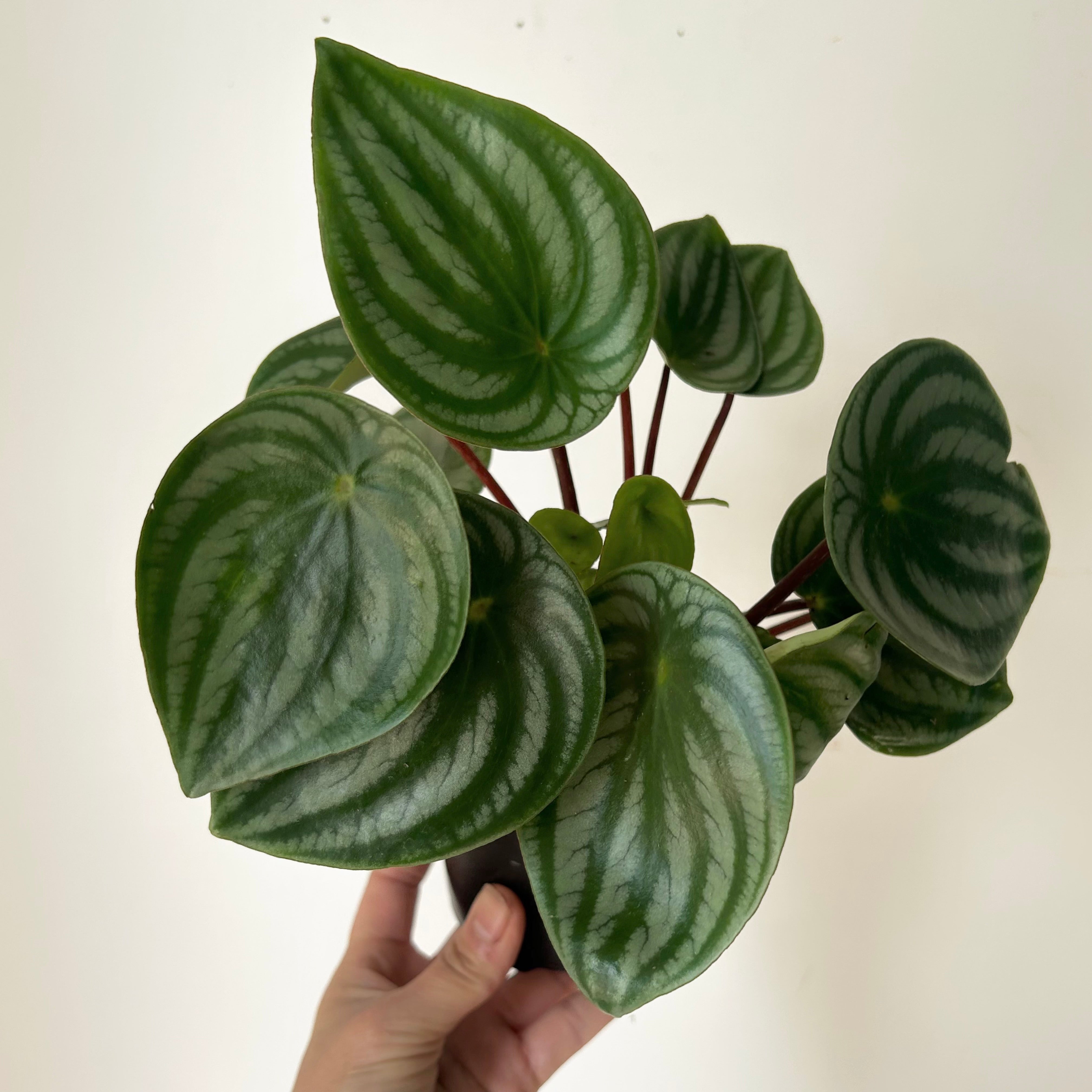 Peperomia "Watermelon" (Argyreia) 4”pot