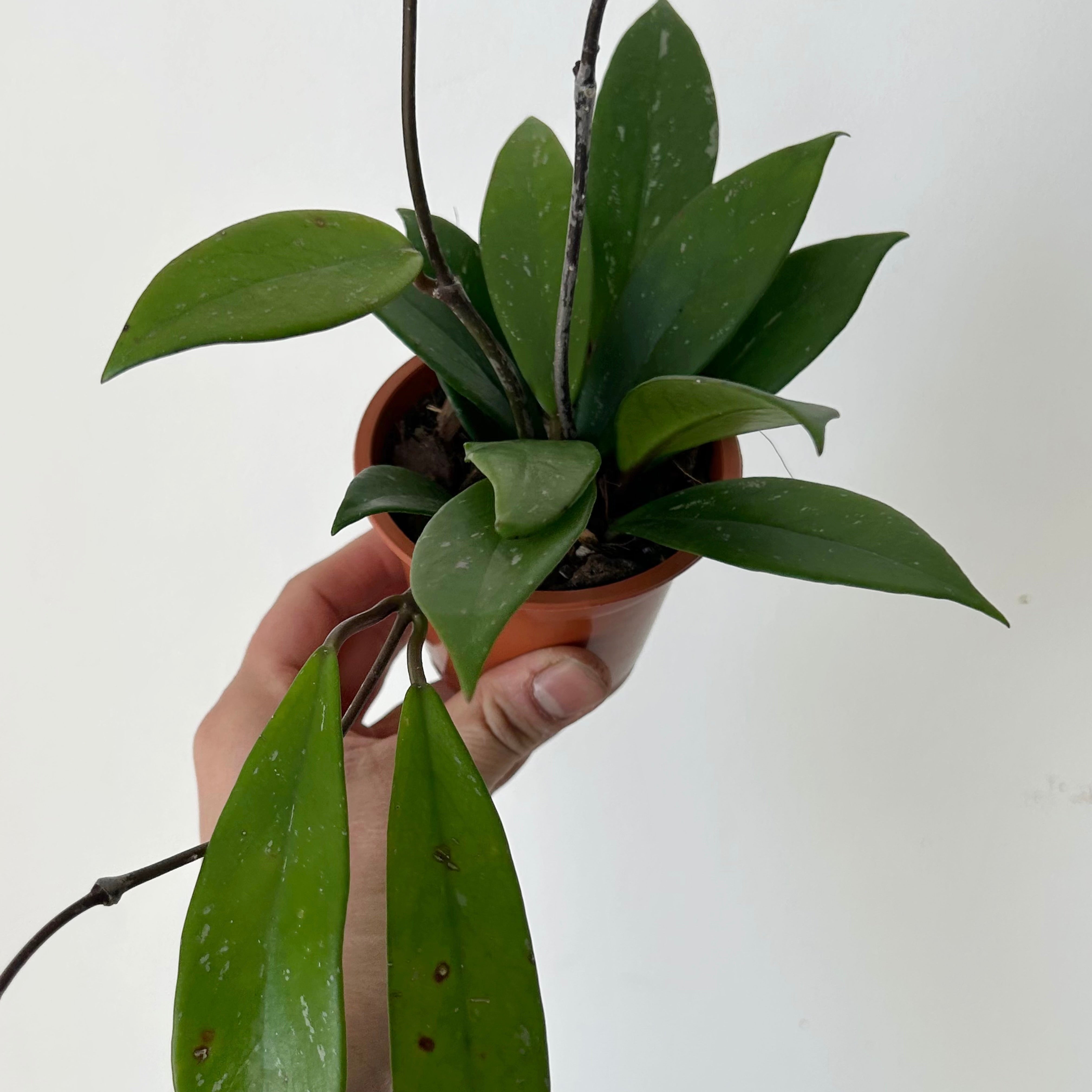 Hoya Pubicalyx 3" pot