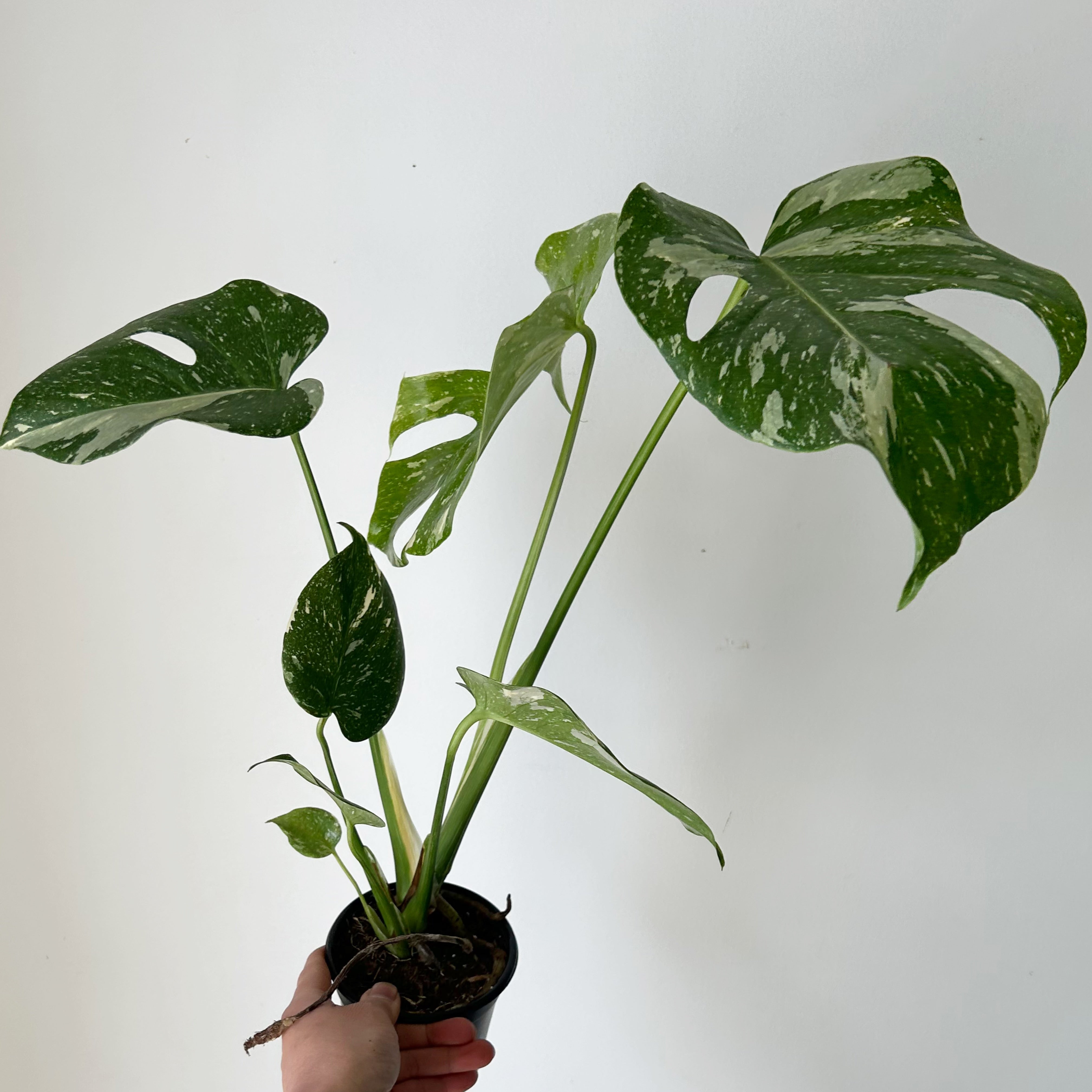 Monstera “Thai Constellation" 3.5”pot