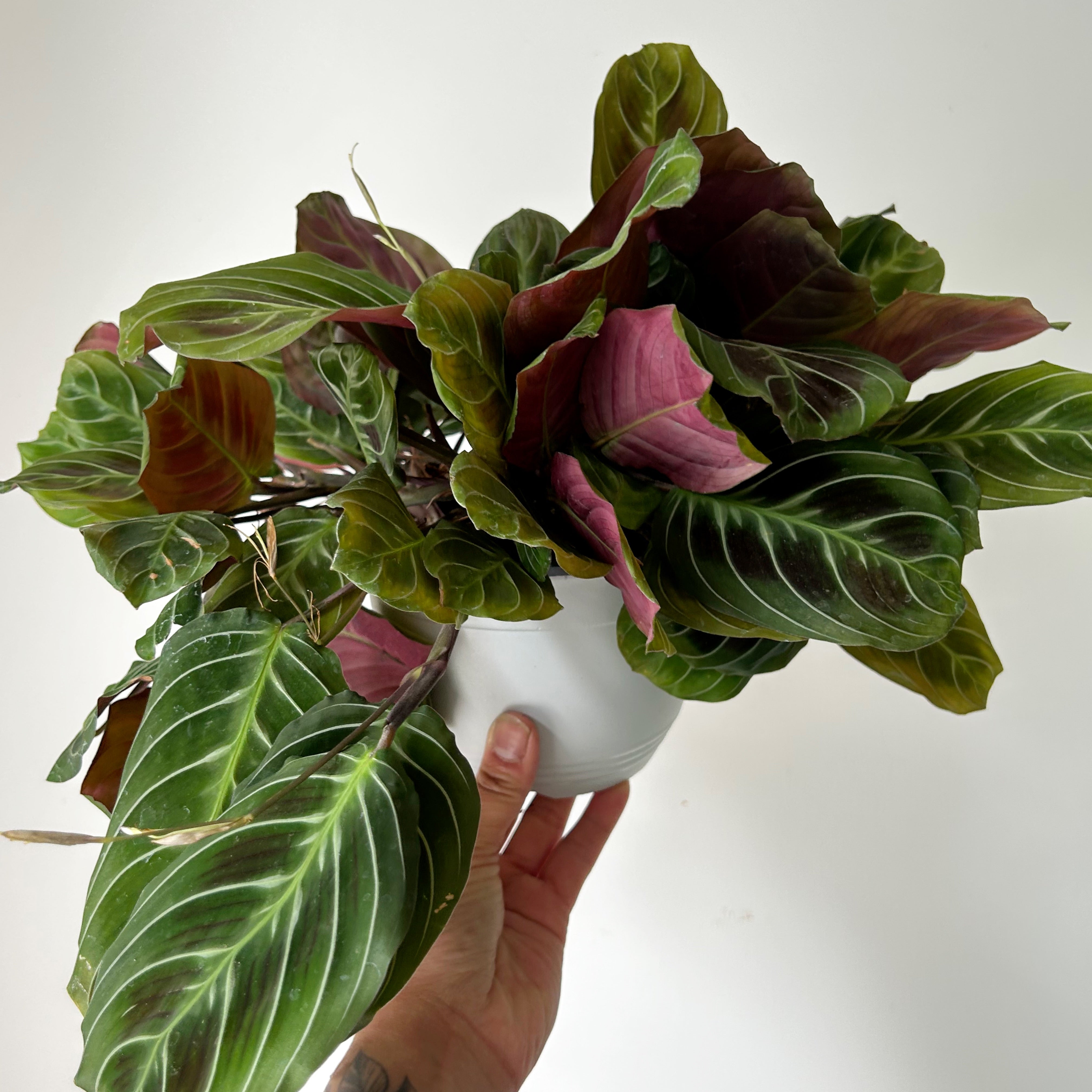 Maranta"Cat’s Moustache” 6” hanging basket