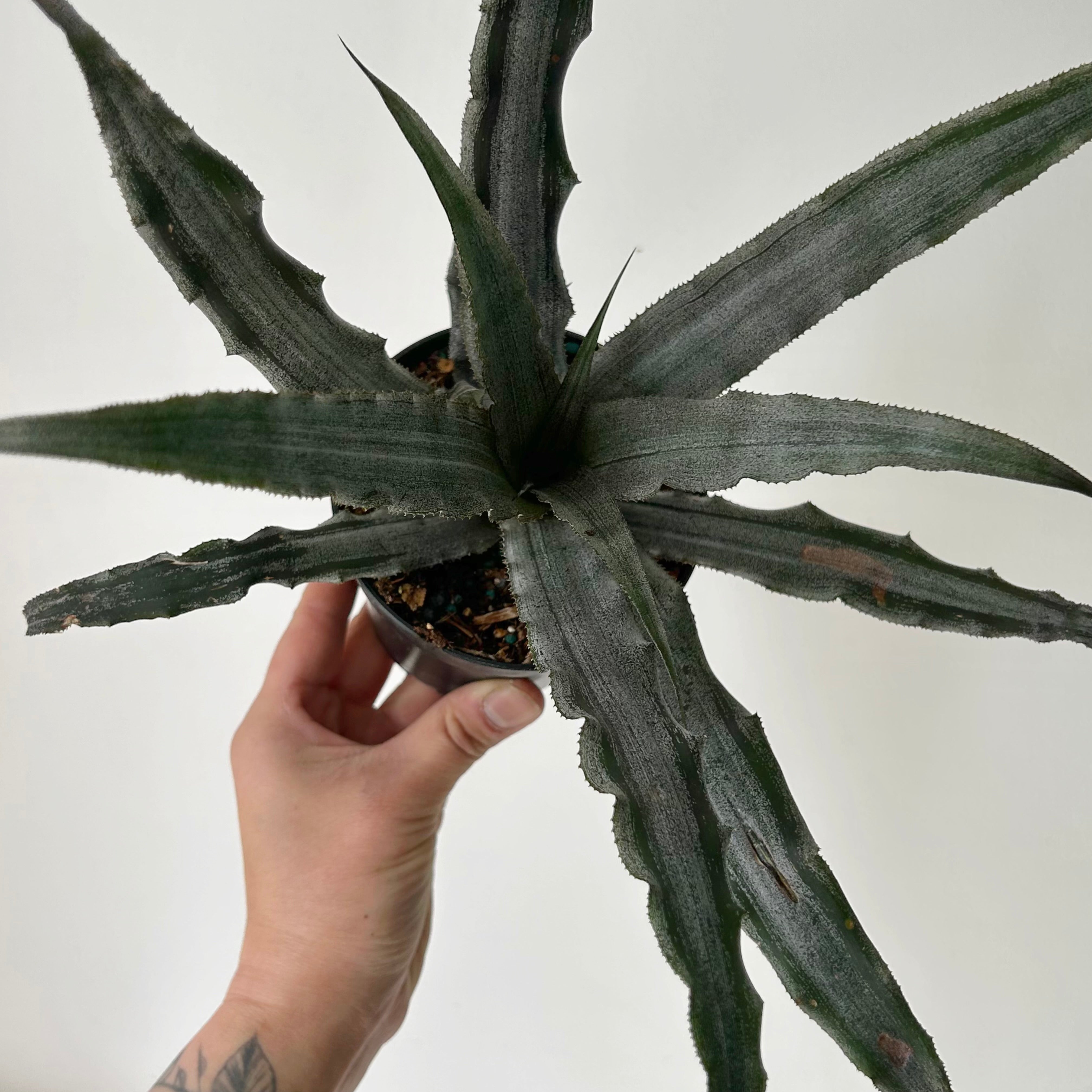 Earth Star Cryptanthus 4” pot