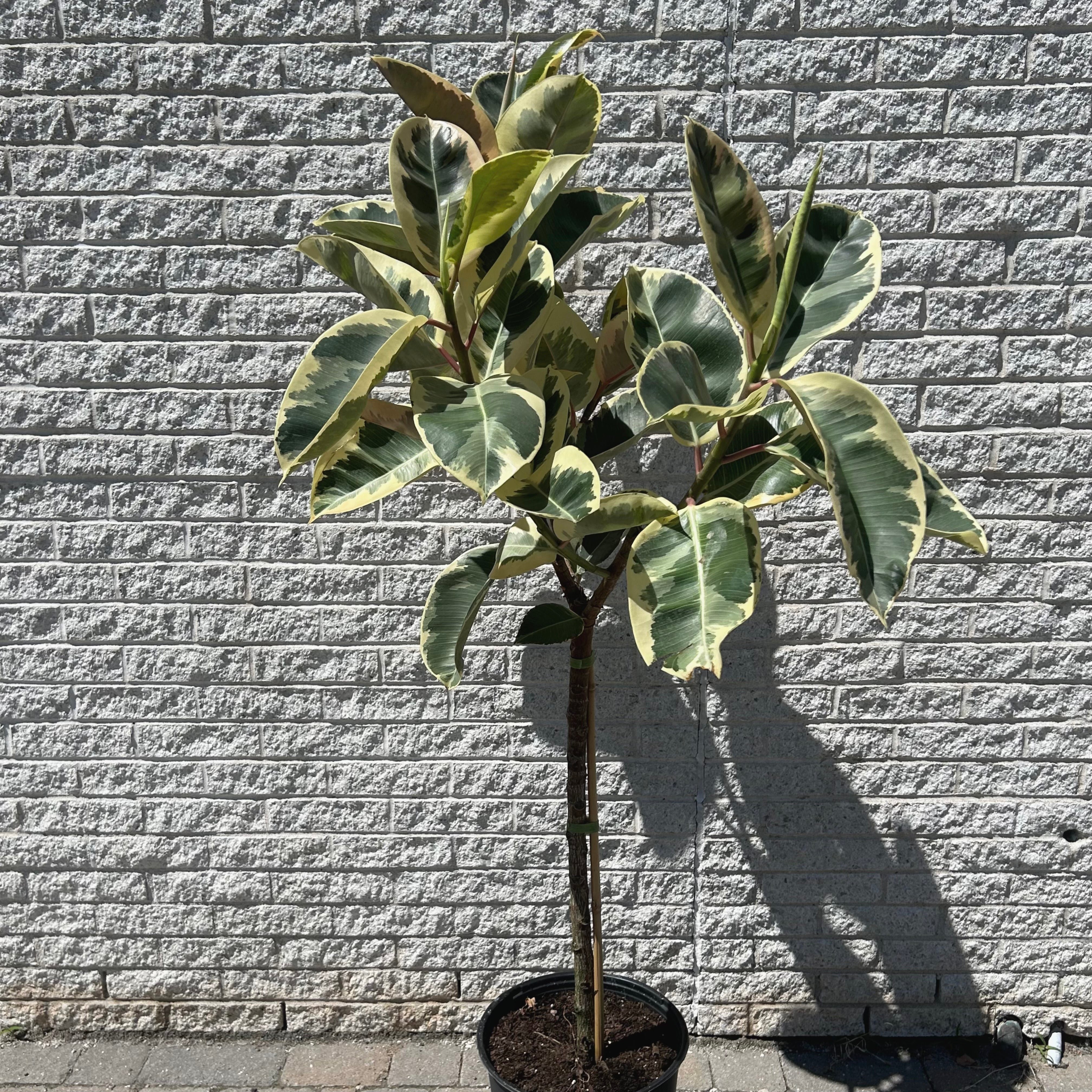 Ficus Tineke approximately 5ft tall in 12”pot