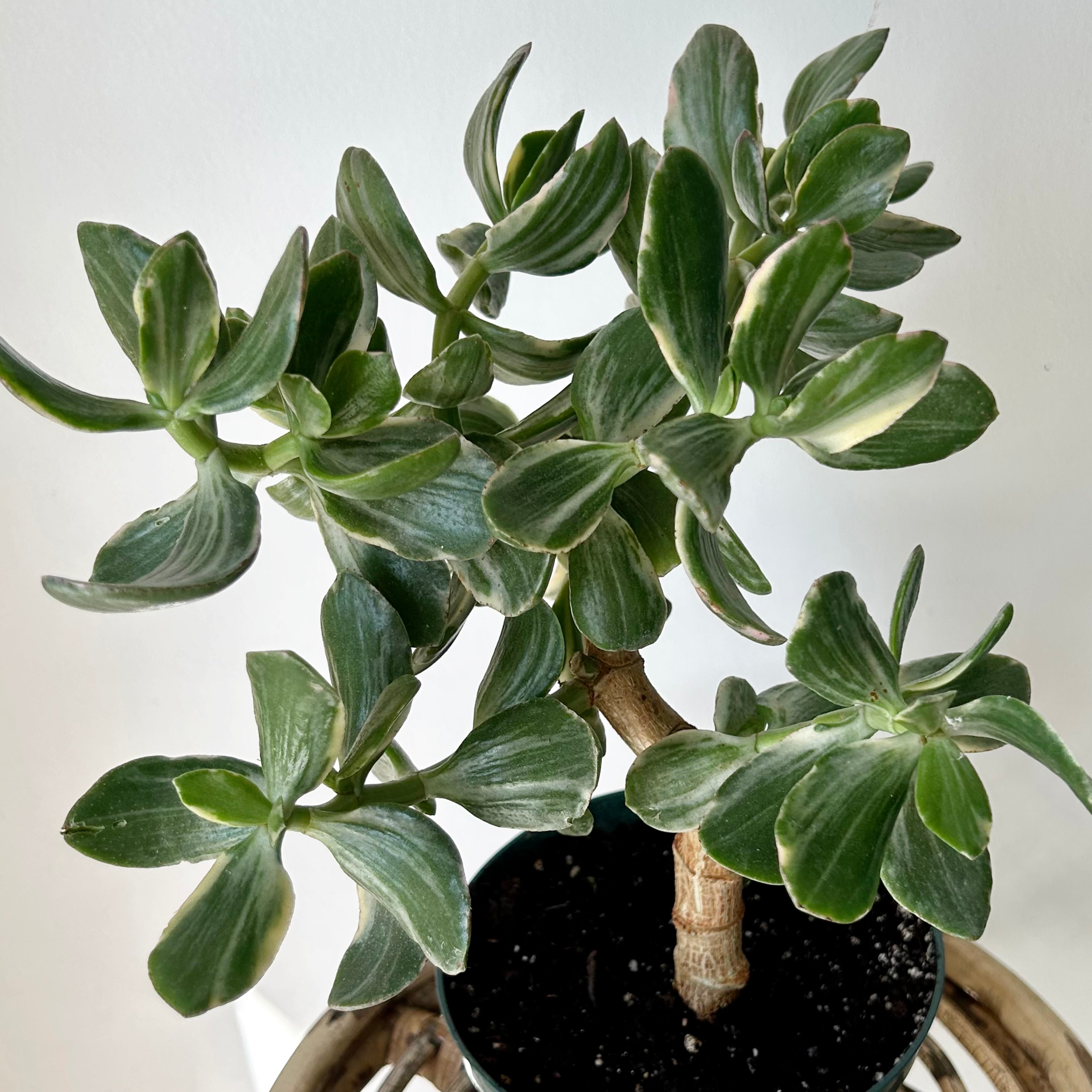 Variegated Jade Succulent Tree  (Crassula Ovata Tricolour) 6”pot
