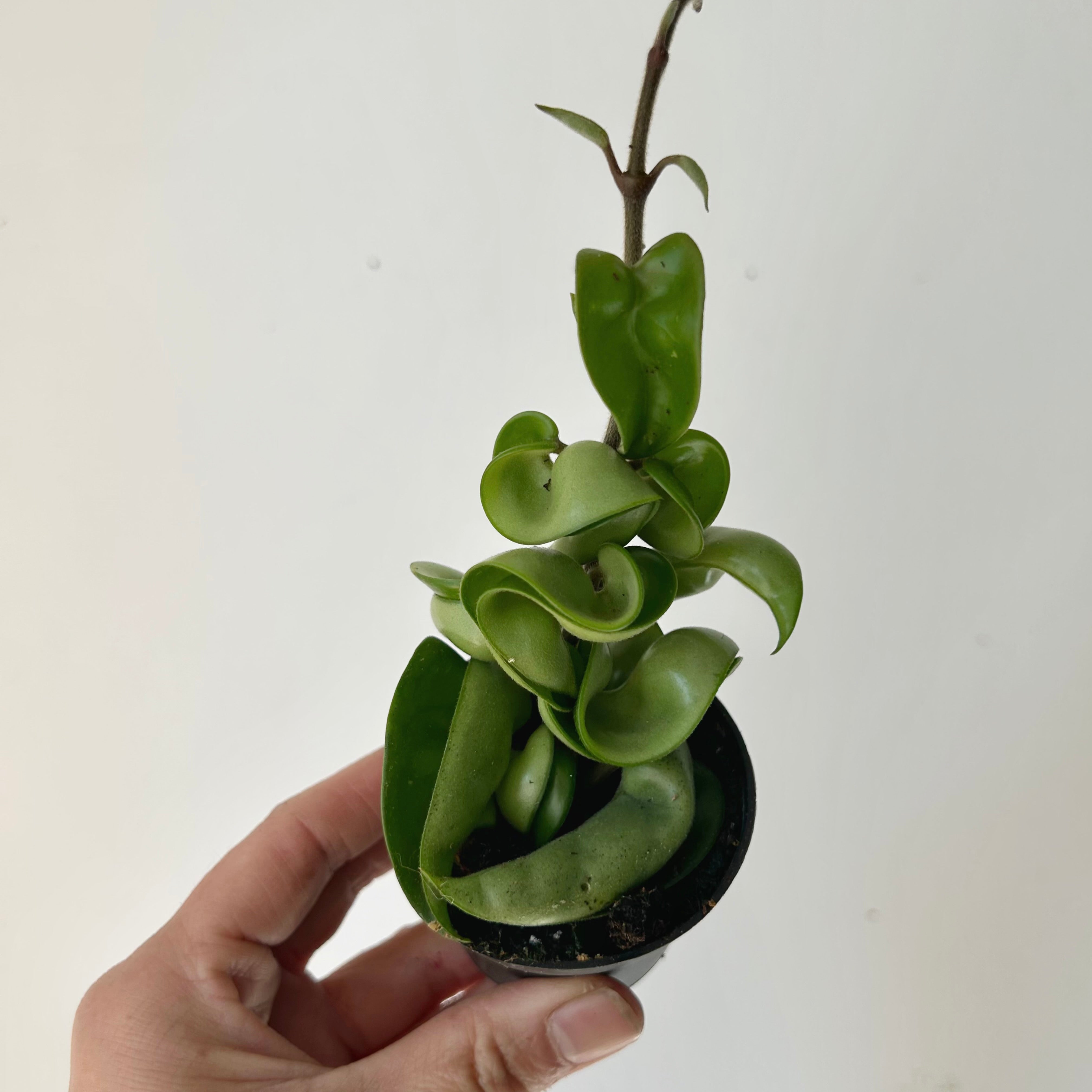 Carnosa compacta 2.5”pot