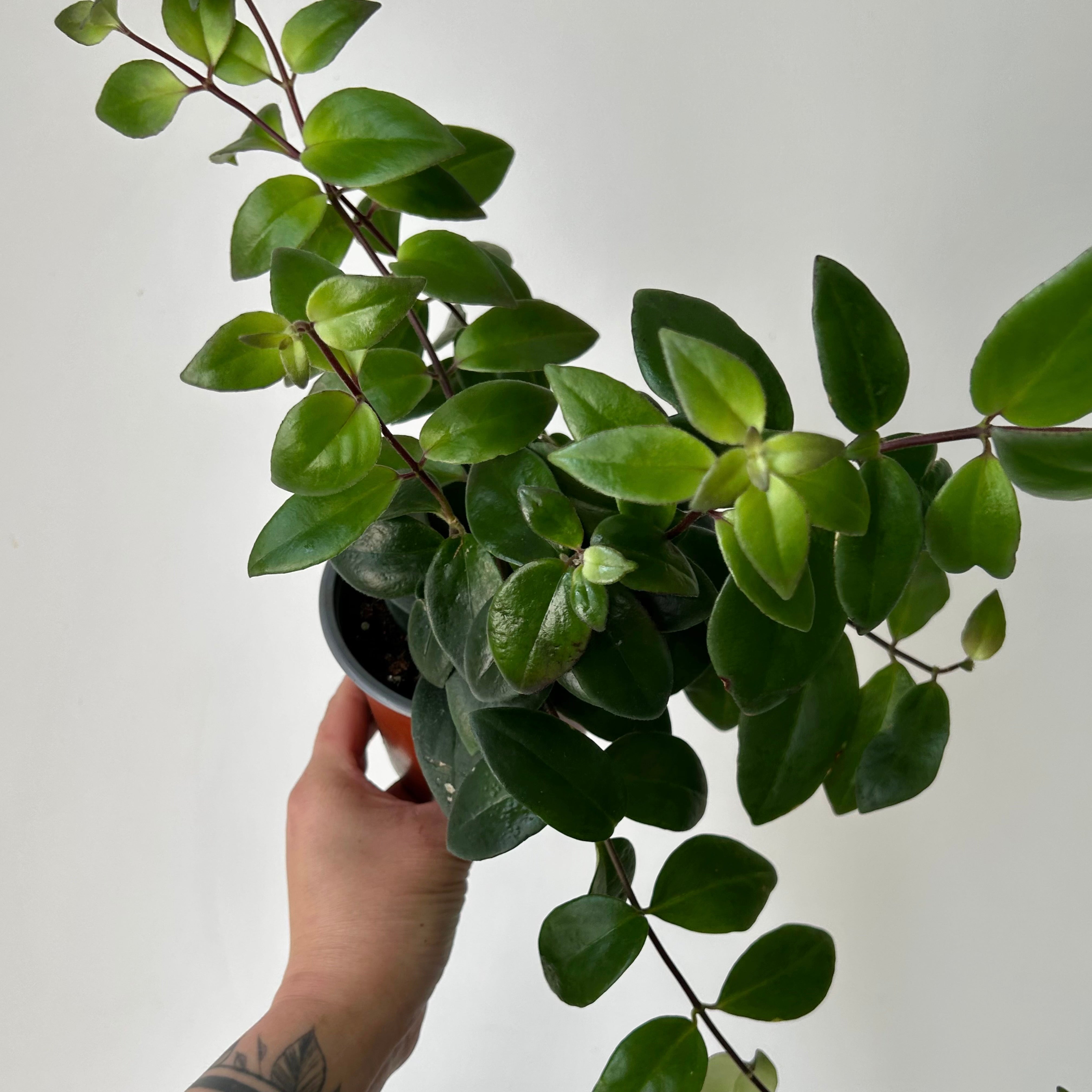 Lipstick Plant (Aeschynanthus Pulcher) 4” pot