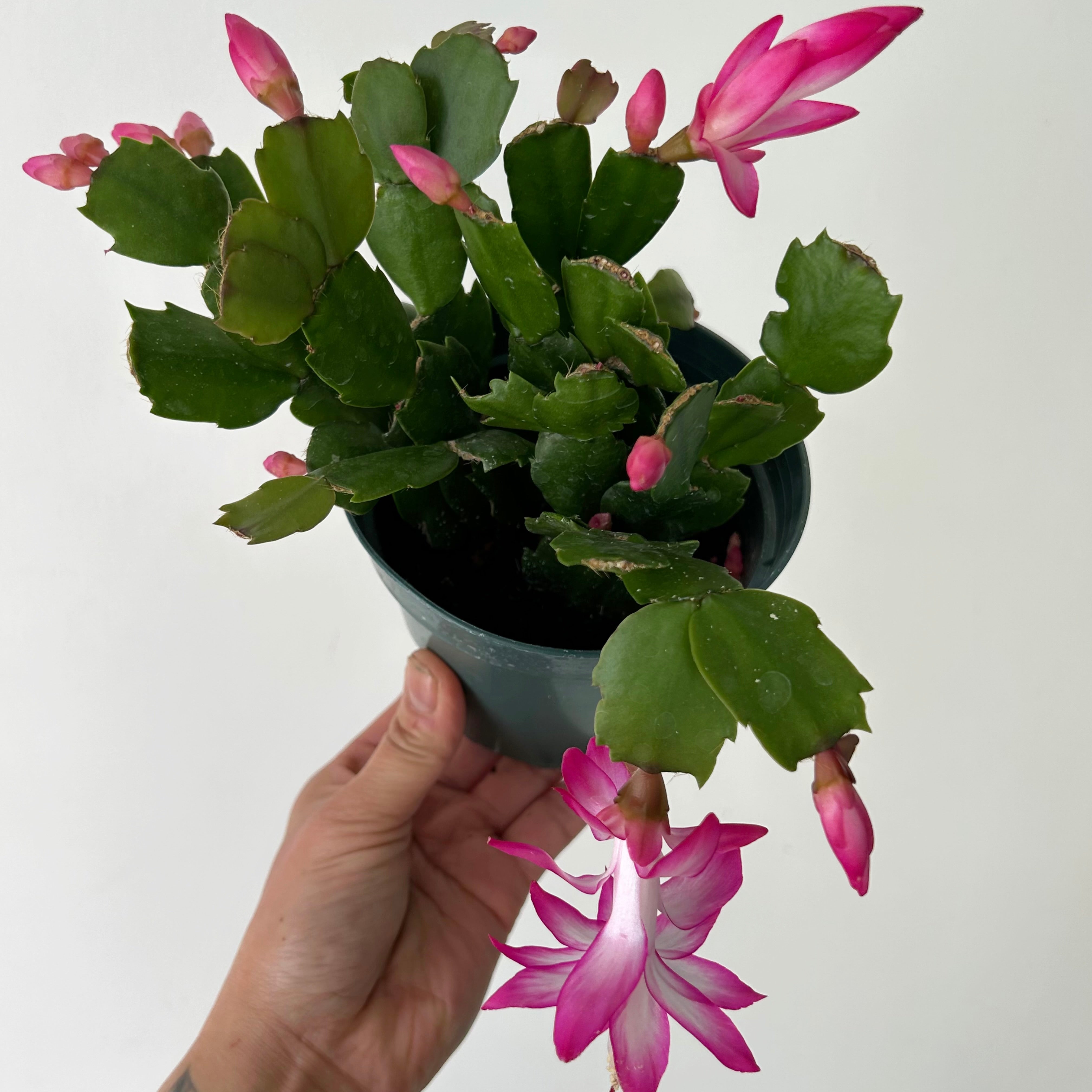 Holiday Cactus (Schlumbergera truncata)4” pot